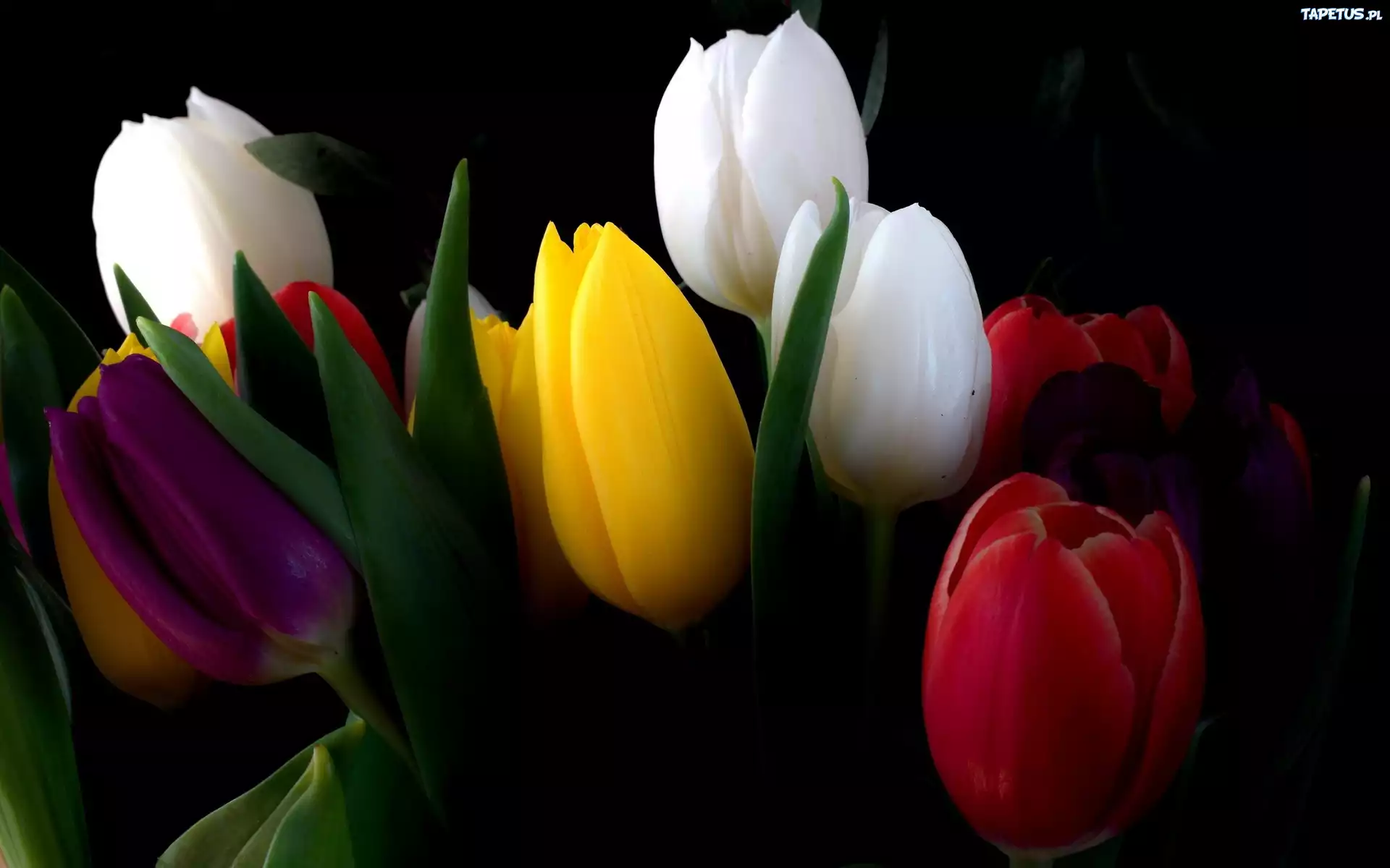 Tulipany, Kolorowe