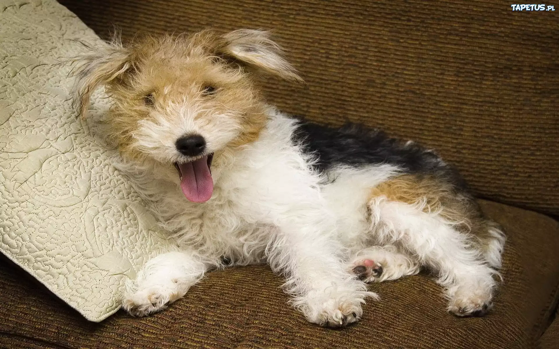 Łaciaty, Kudłaty, Terrier, Poduszeczka