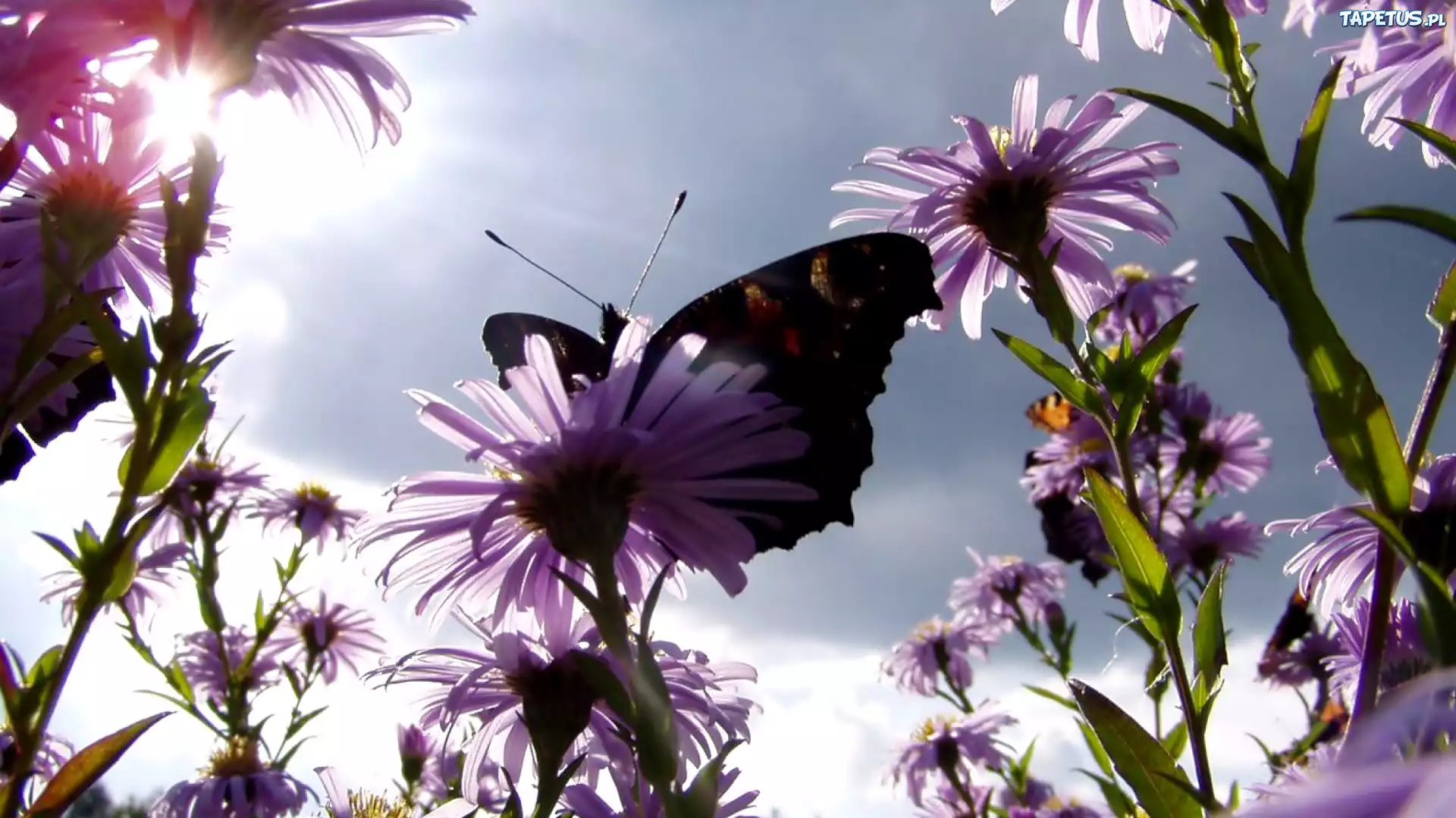 Kwiaty, Motyl