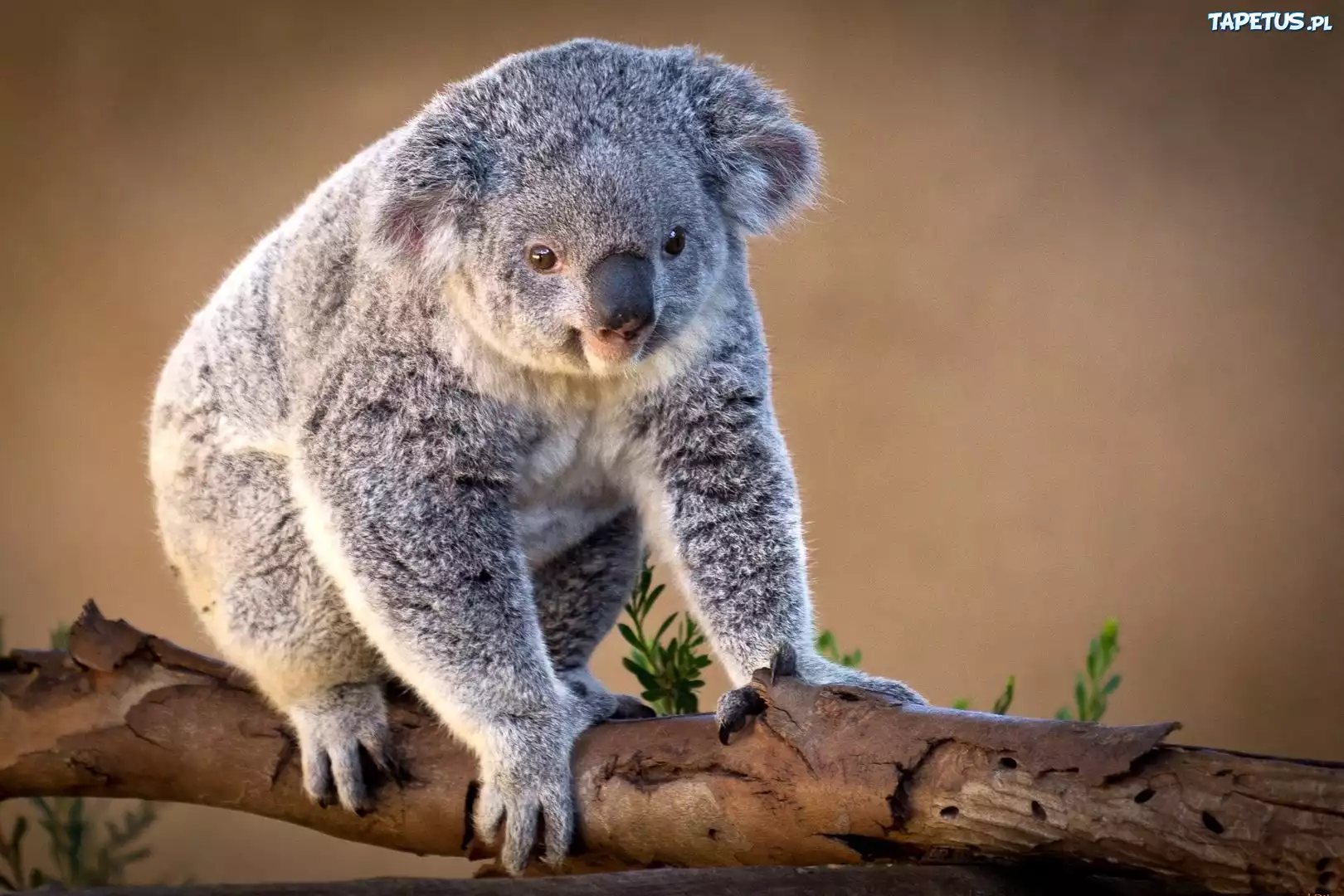Miś, Koala, Konar, Drzewa