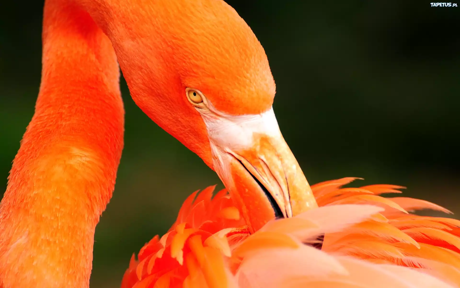 оранжевая птичка загрузить
