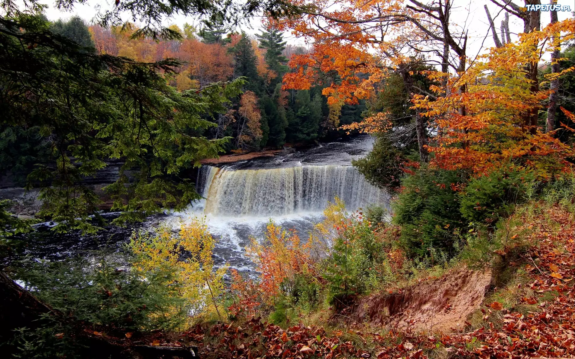 Осенний лес с водопадом загрузить