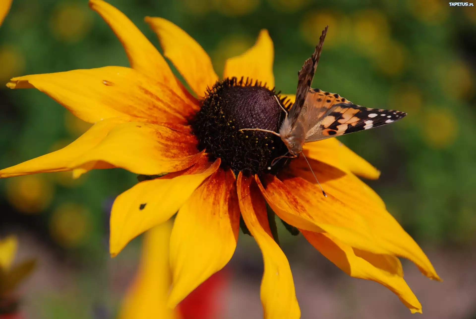 Rudbekia, Dwubarwna, Motyl, Rusałka, Osetnik