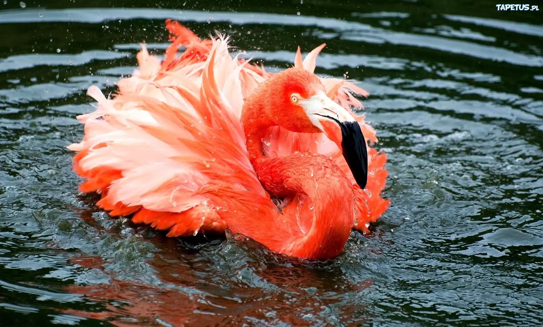 Woda, Różowy, Flaming