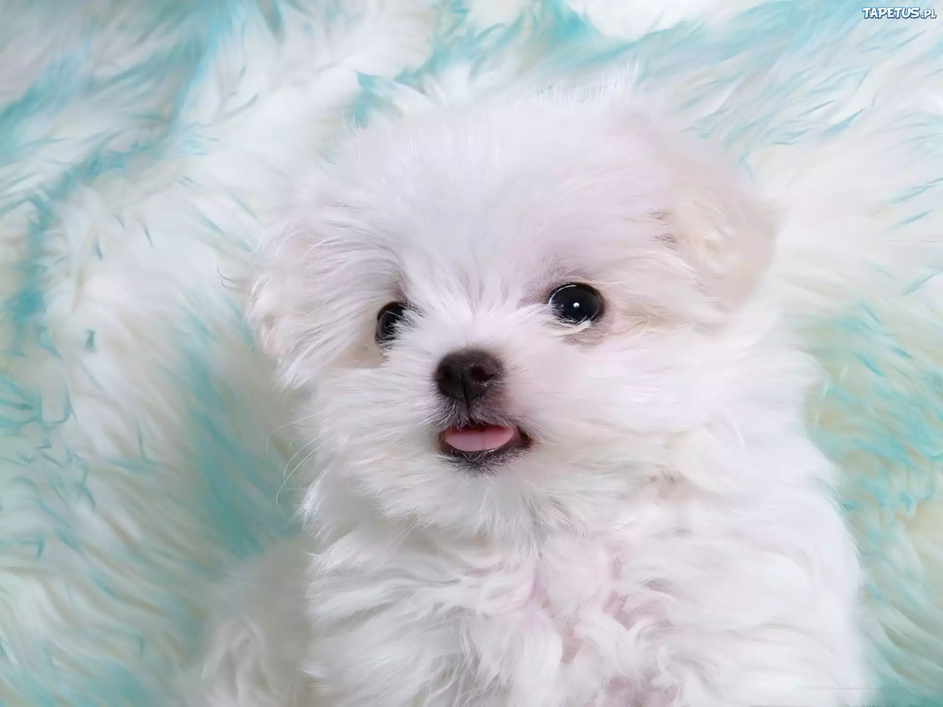 Mały, Biały, Szczeniaczek, Maltańczyk, Maltese