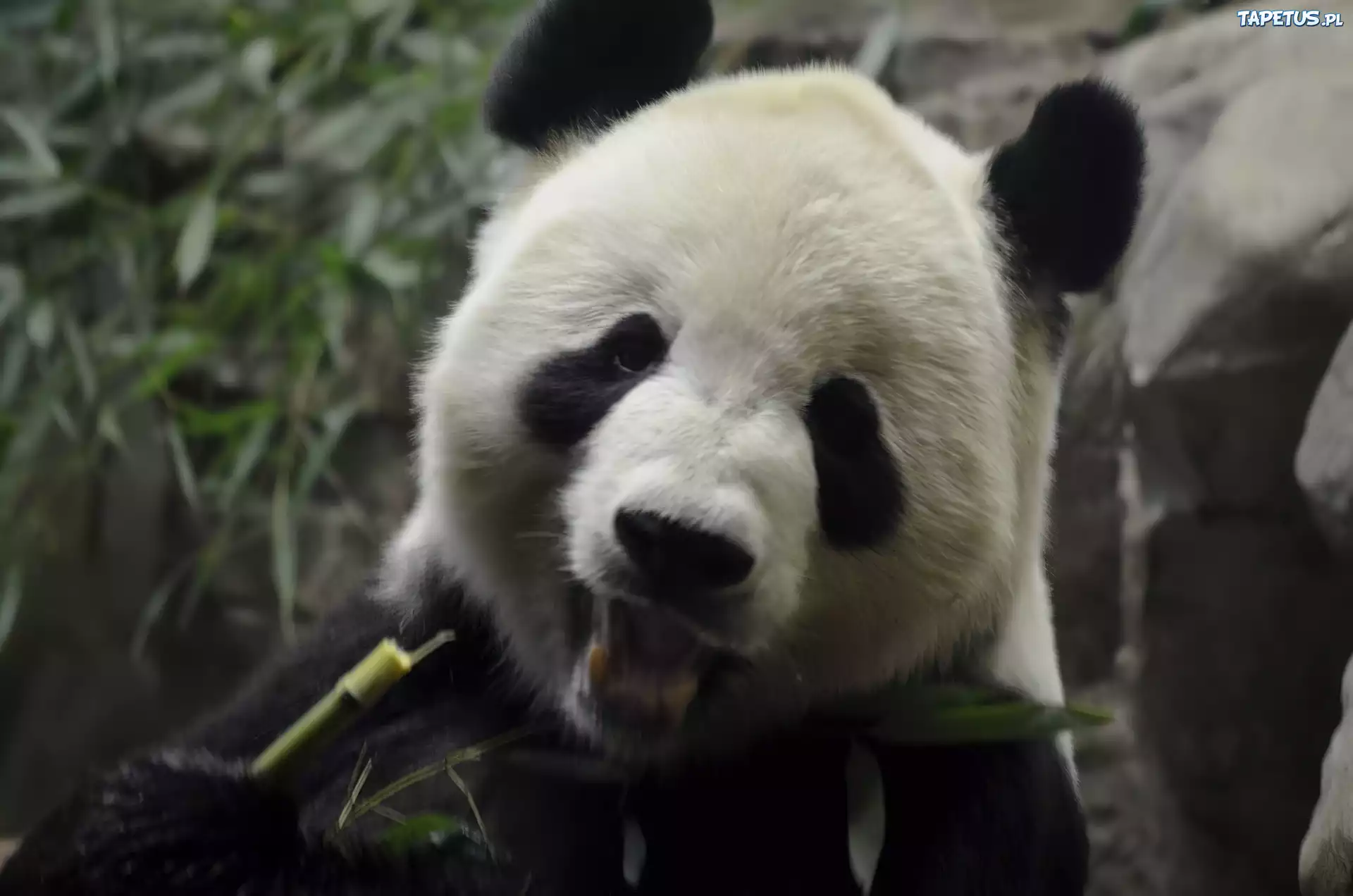 Miś, Panda