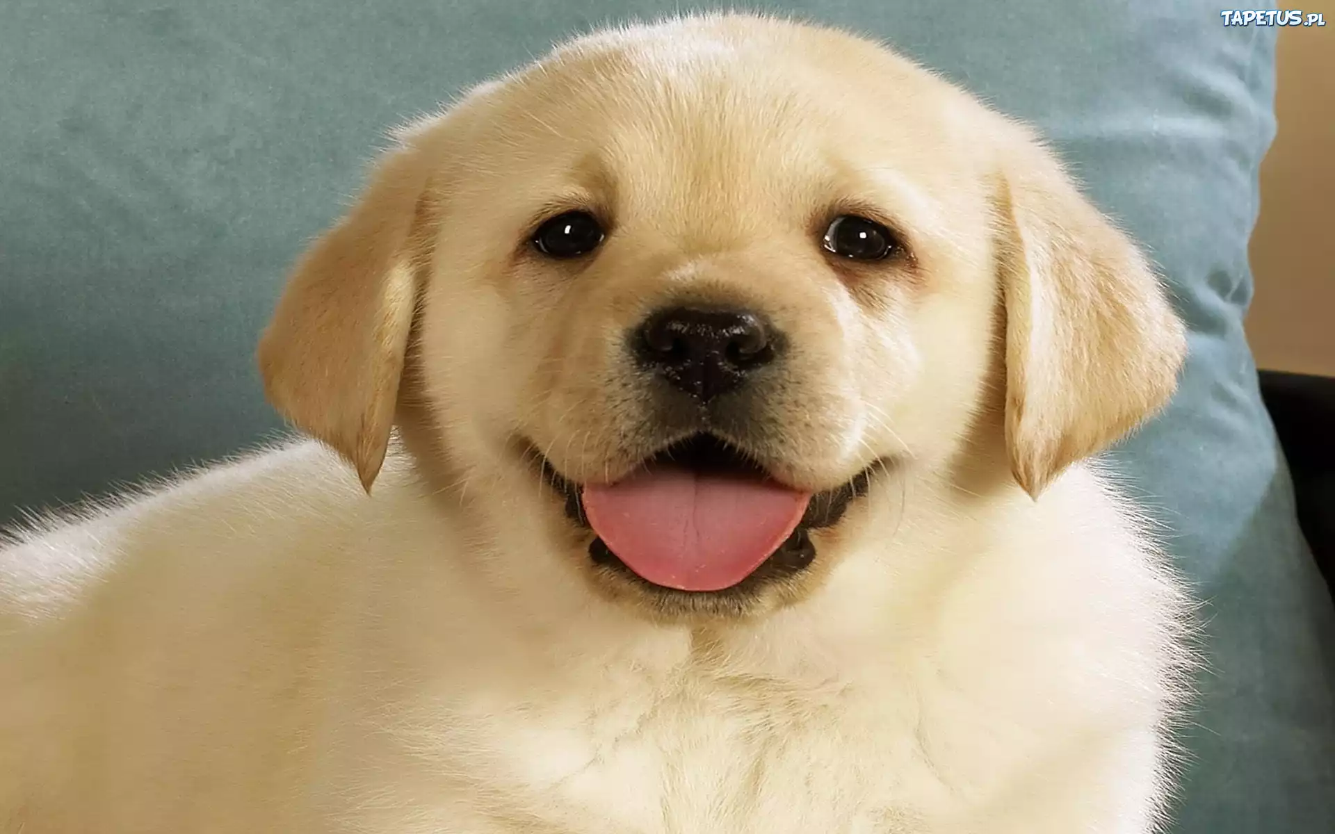 Szczeniak, Labrador, Retriever