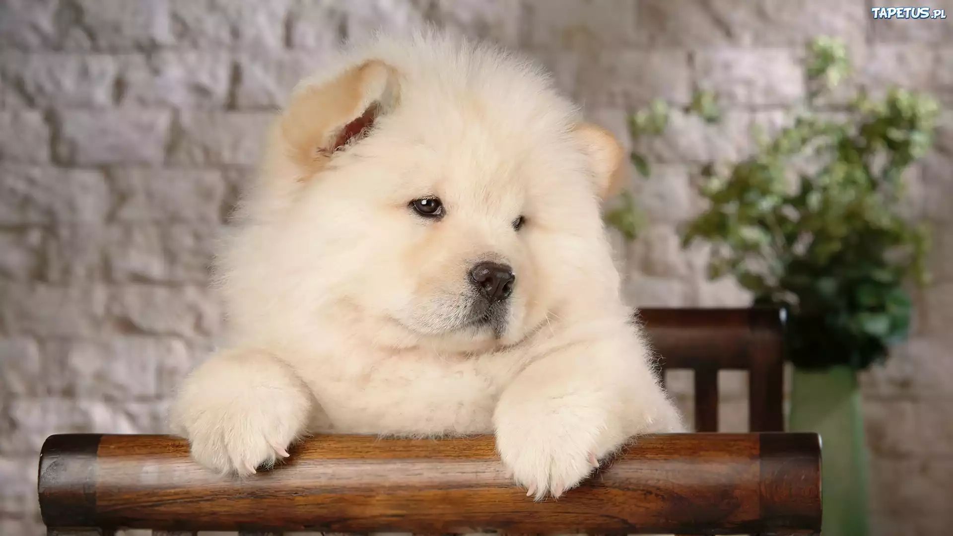Znudzony, Chow Chow