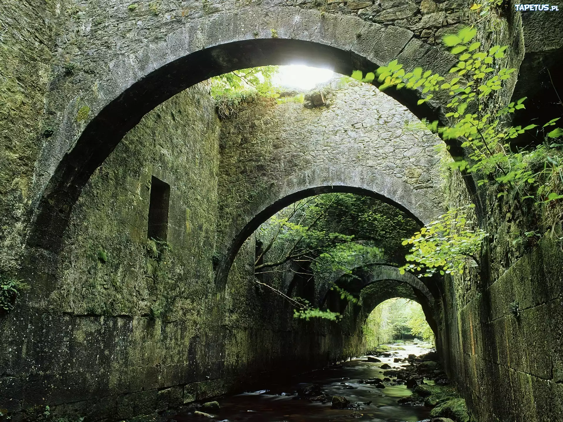 Rzeczka, Tunel, Krzewy