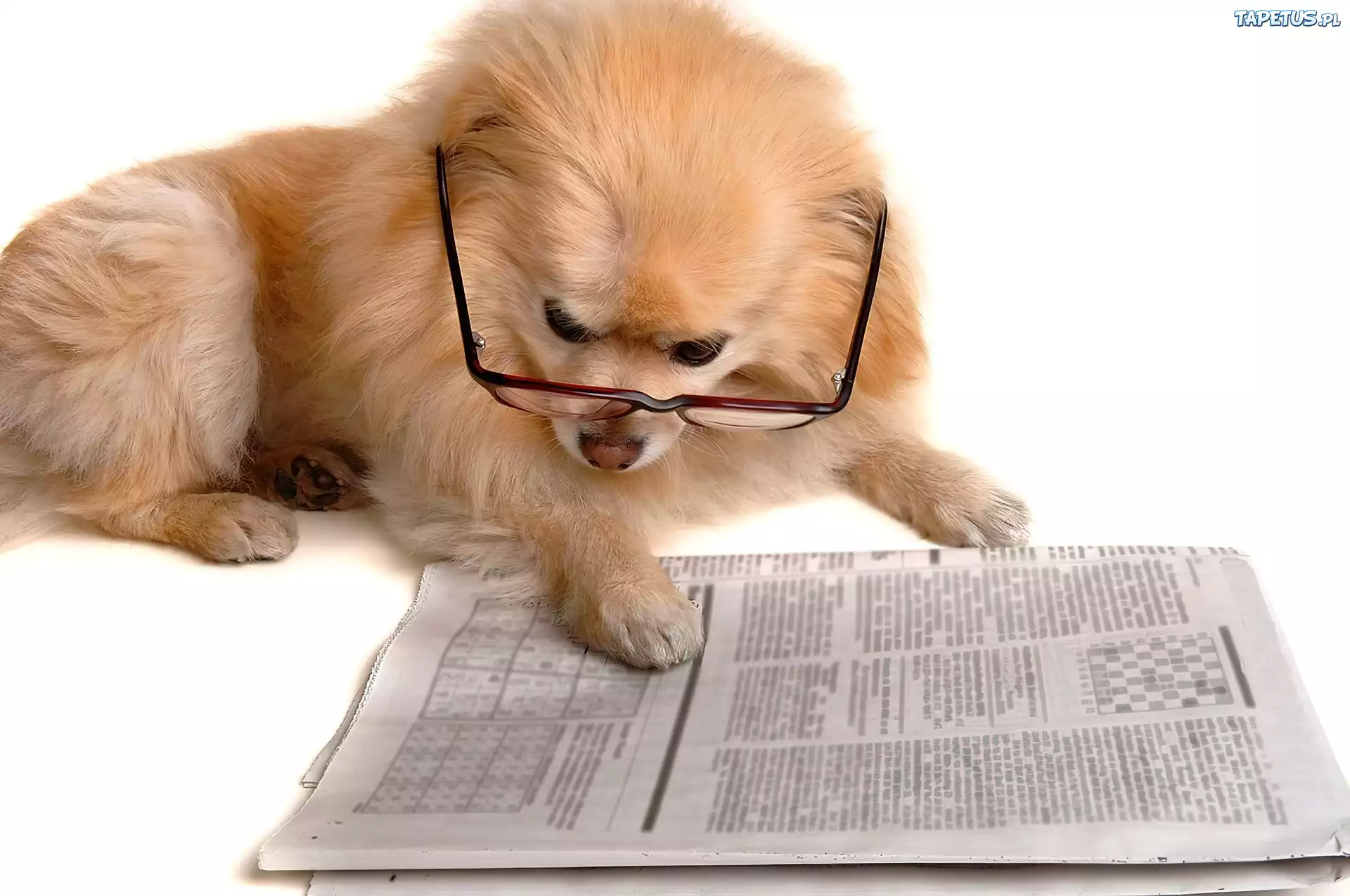 Pies, Okulary, Gazeta
