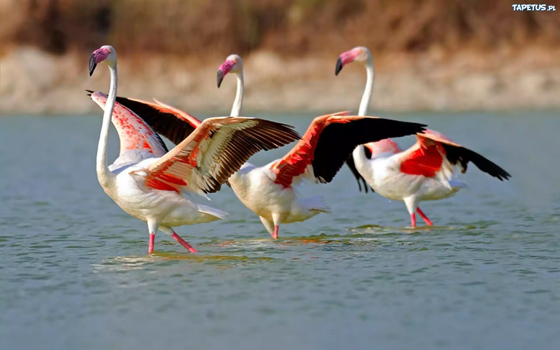 Trzy, Flamingi, Woda
