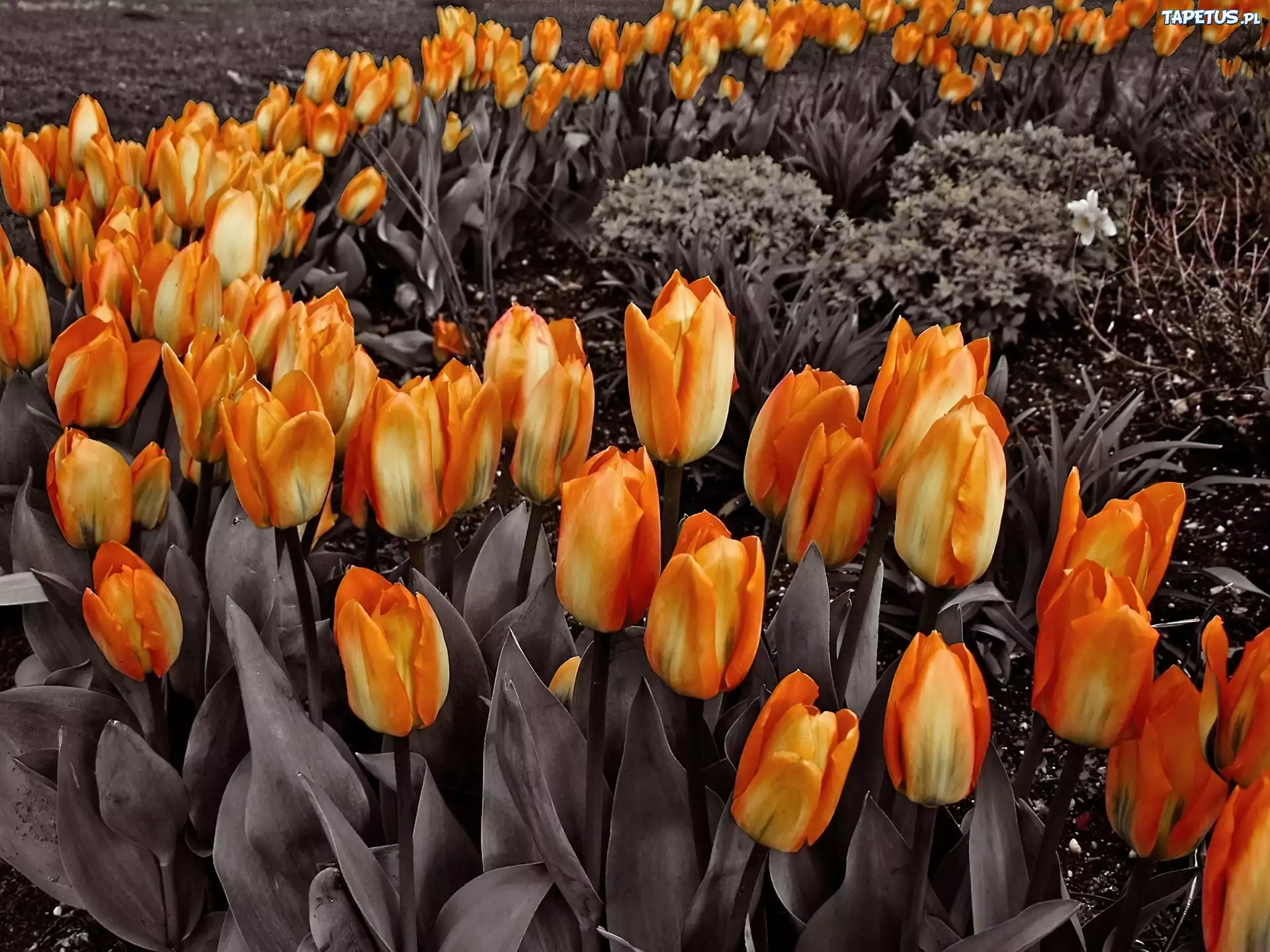 Pomarańczowe, Tulipany