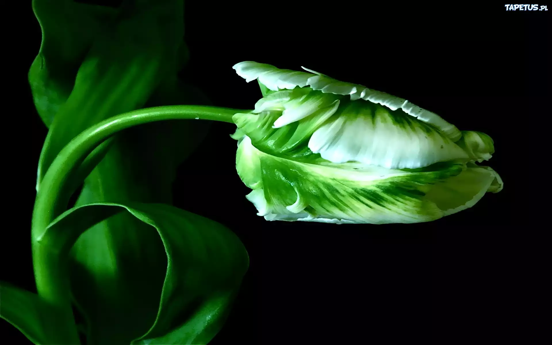 Zielony, Tulipan, Łodyżka