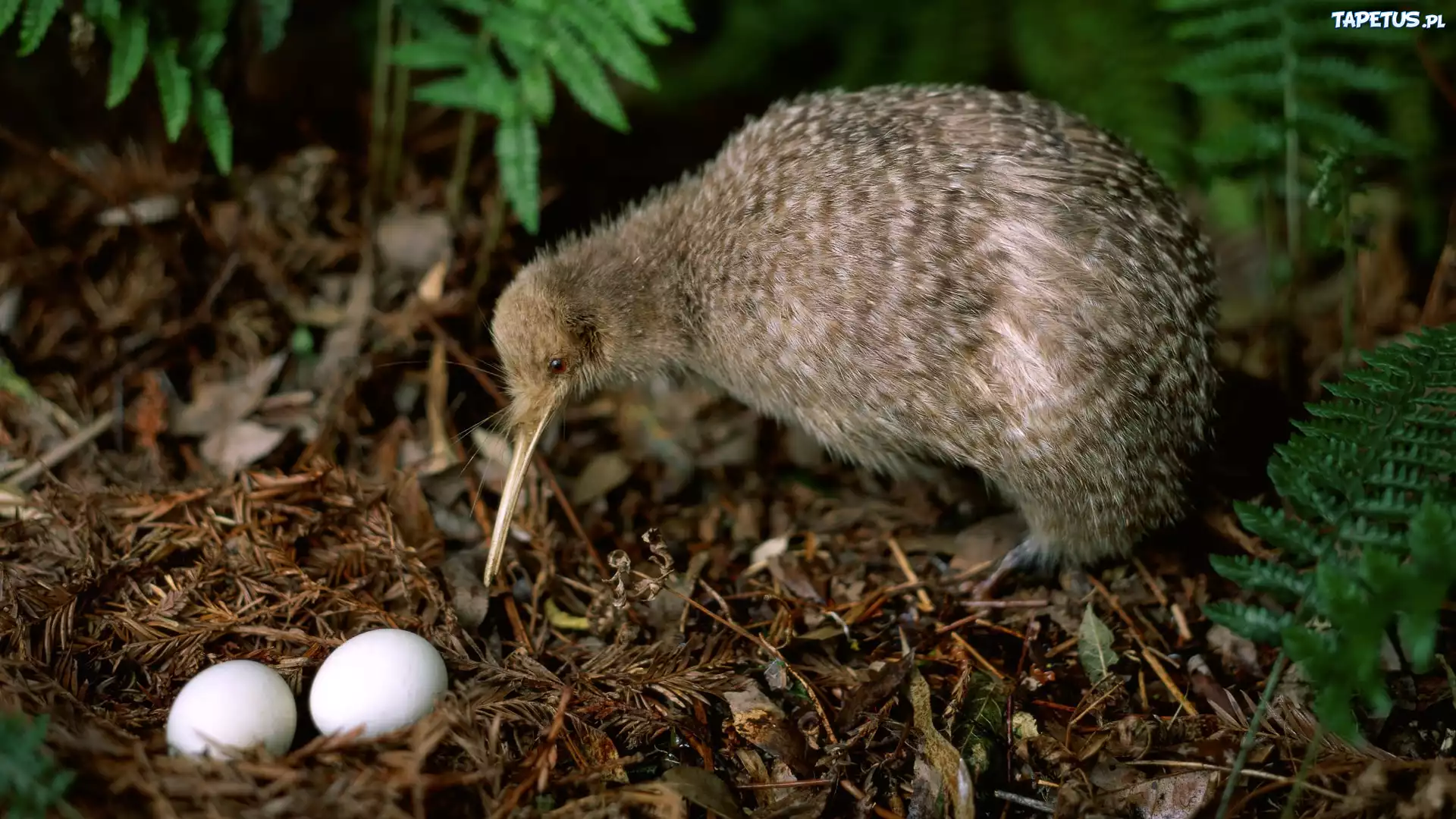 Kiwi, Ptak, Nielot, Jajka, Gniazdo