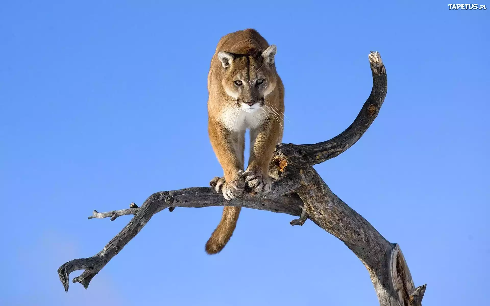Konar, Drzewa, Puma