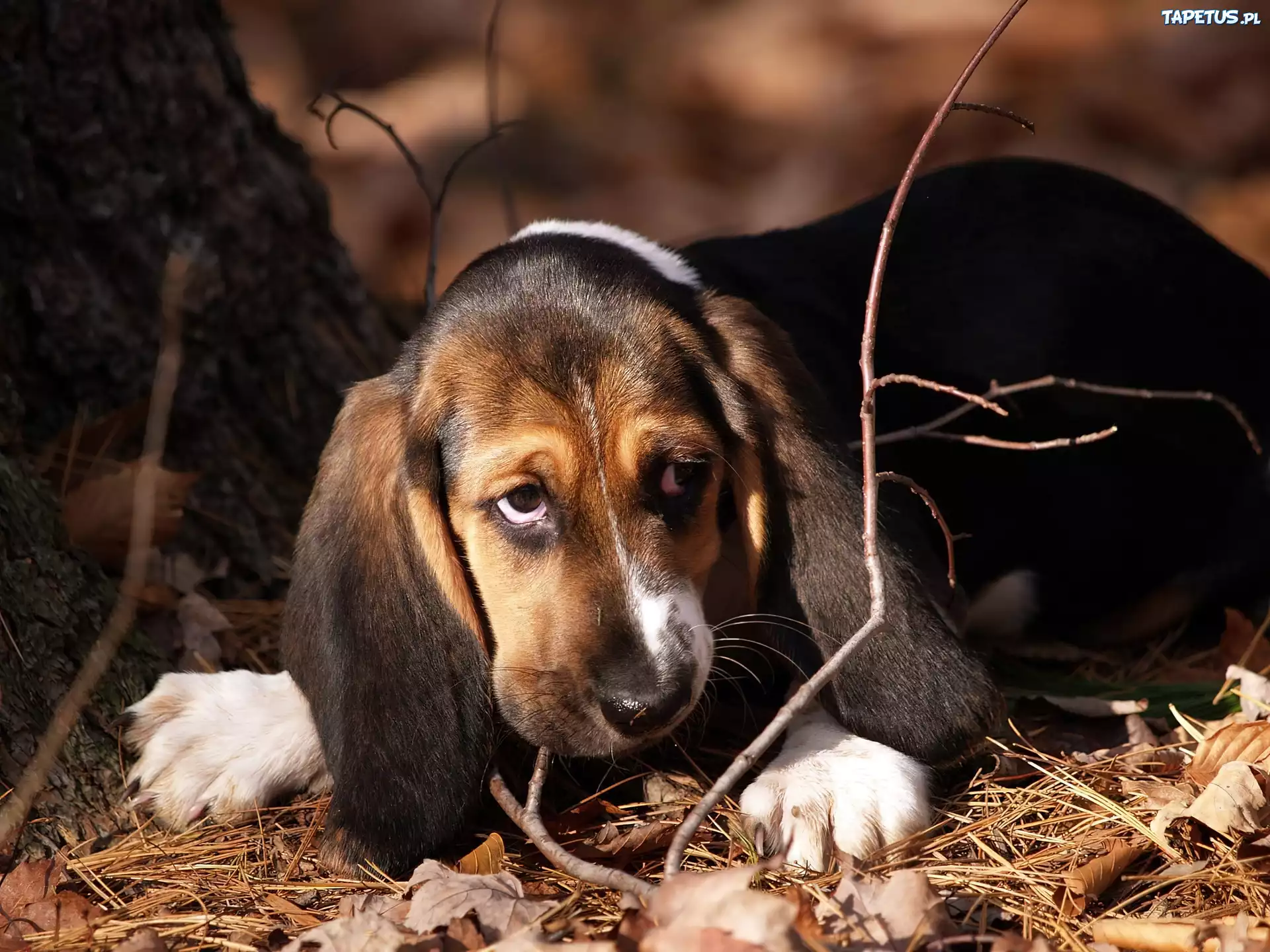 Basset, Patyki, Liście