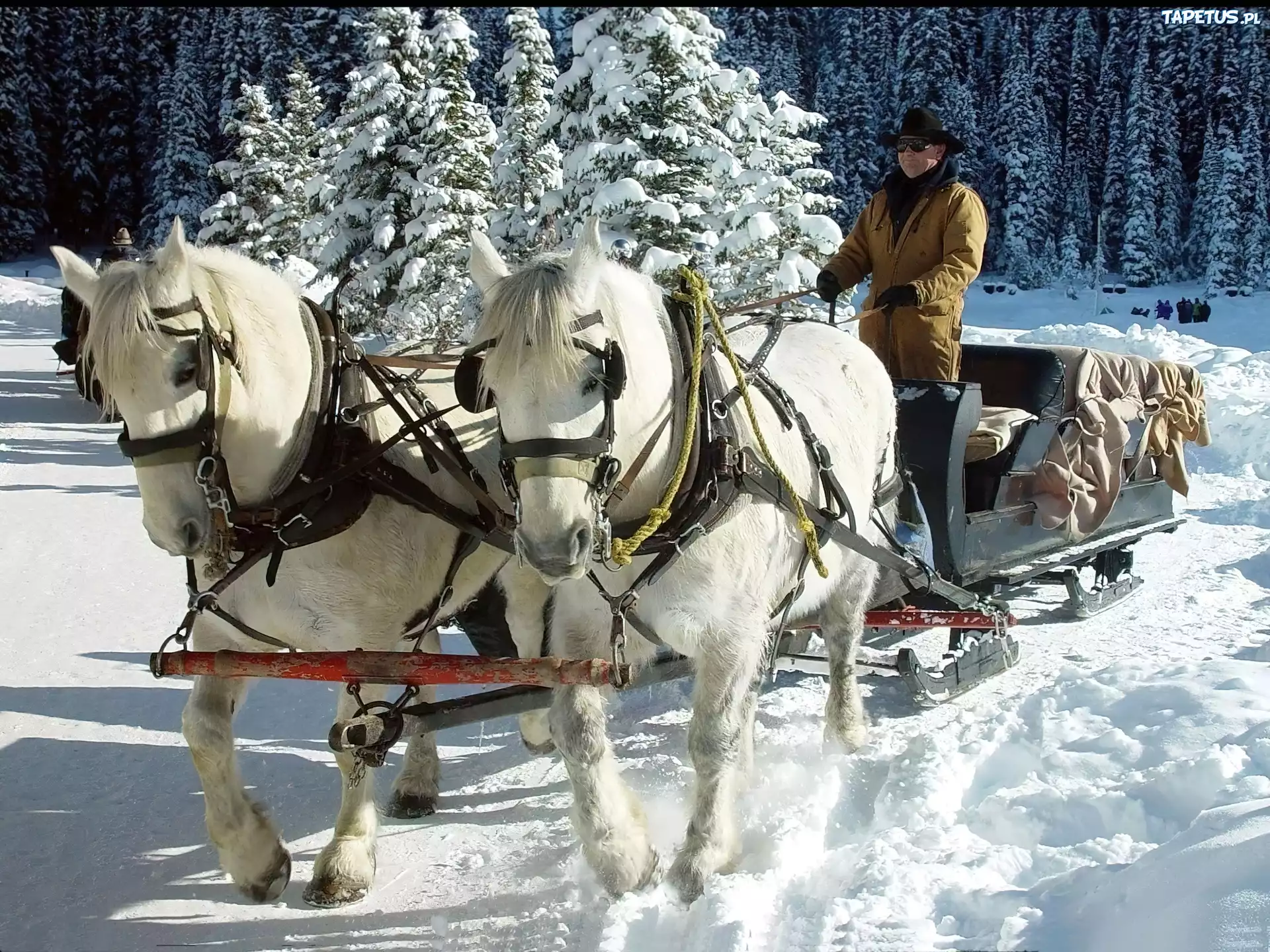 Zaprzęg, Konny, Śnieg, Woźnica