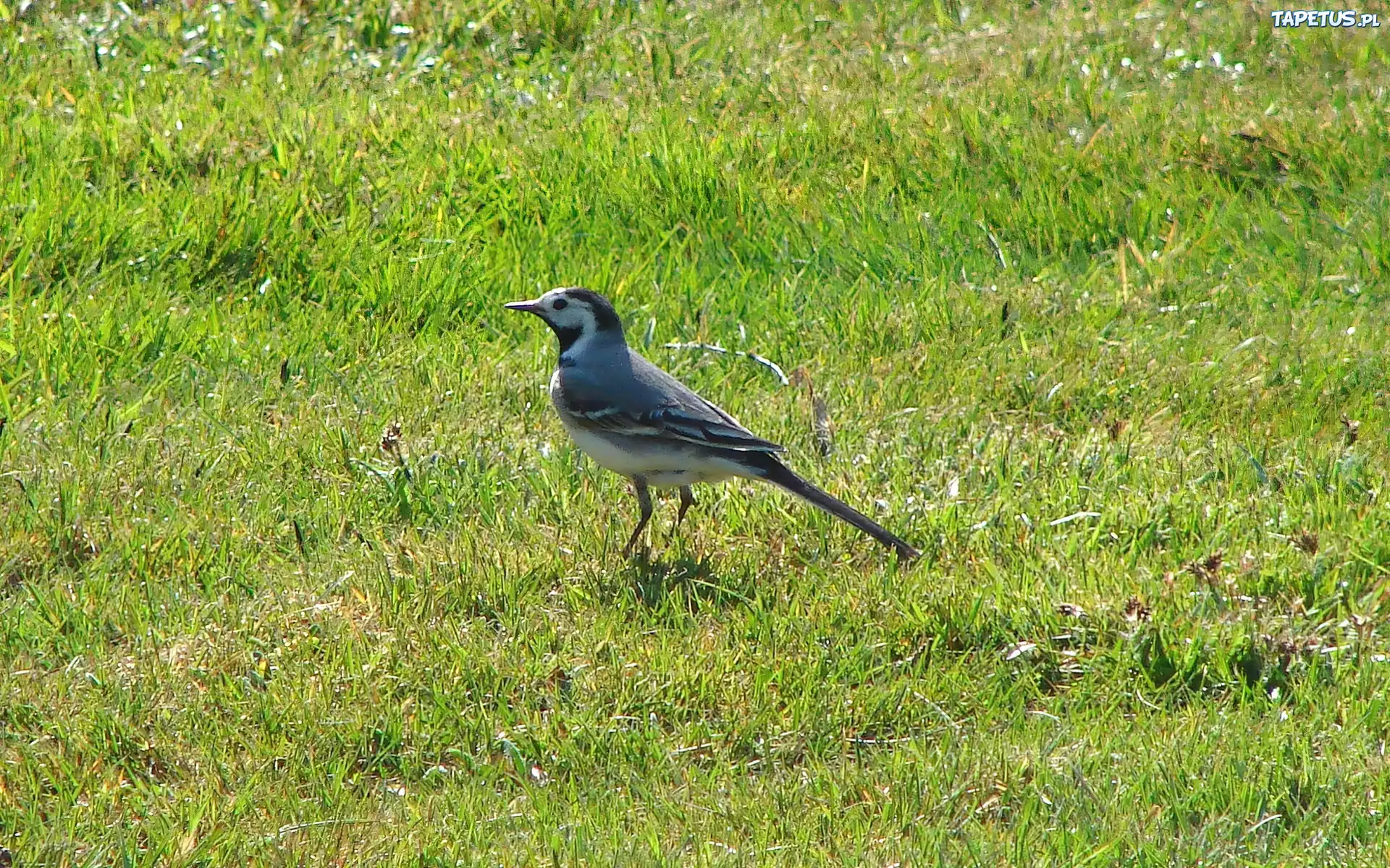 Pliszka, Trawa