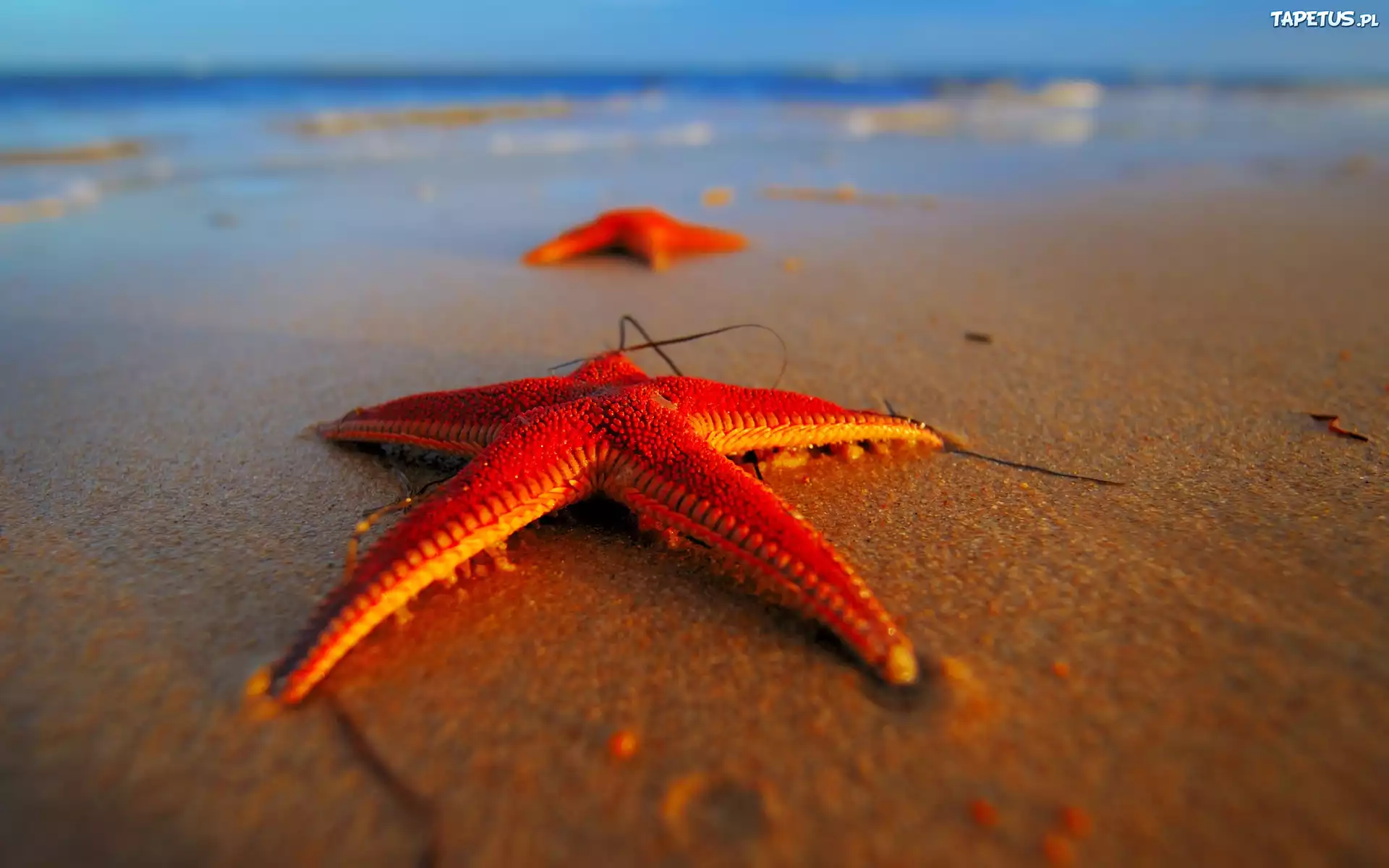 Morze, Plaża, Piasek, Rozgwiazdy