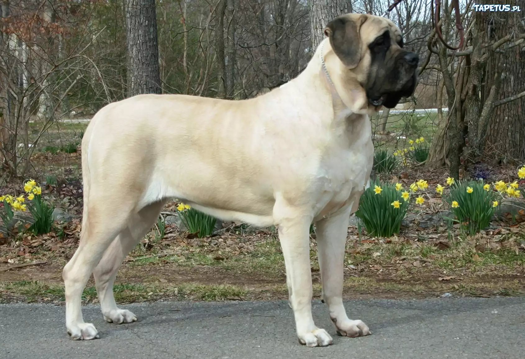 Mastif angielski, Mastiff, żółte, kwiatki