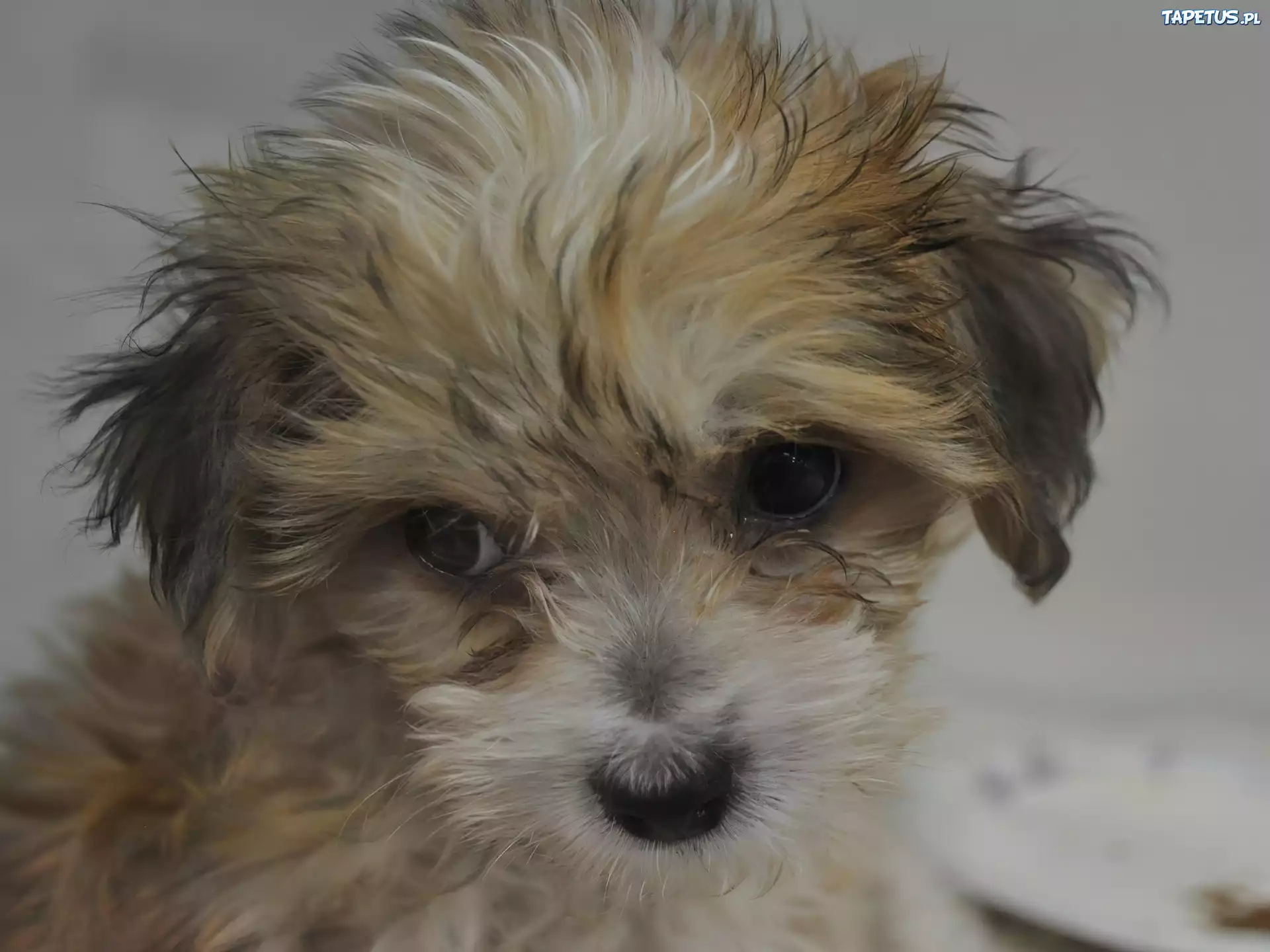 Smutny, Pies, Yorkshire Terrier