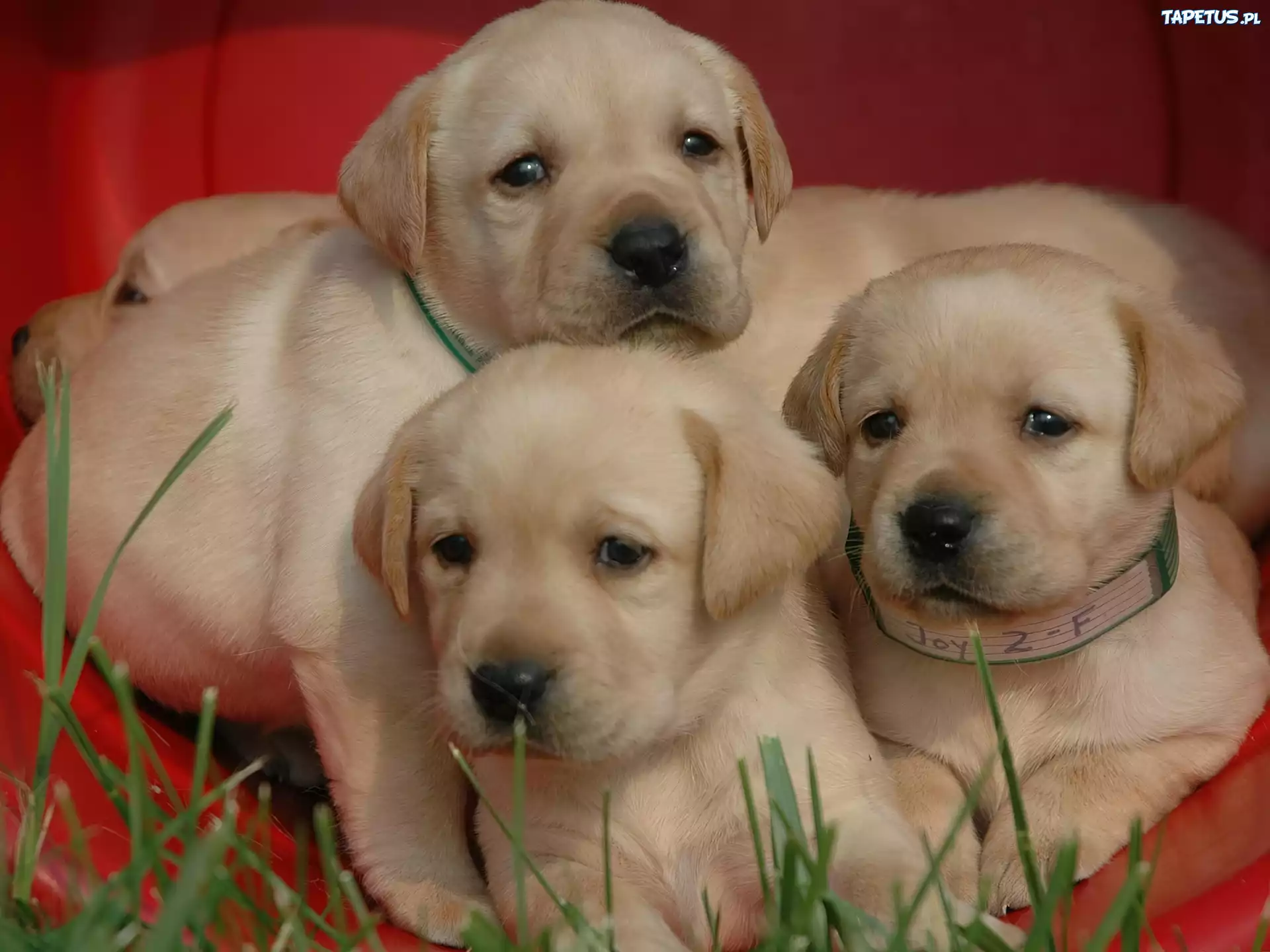 Trzy, Szczeniaczki, Labrador Retriever