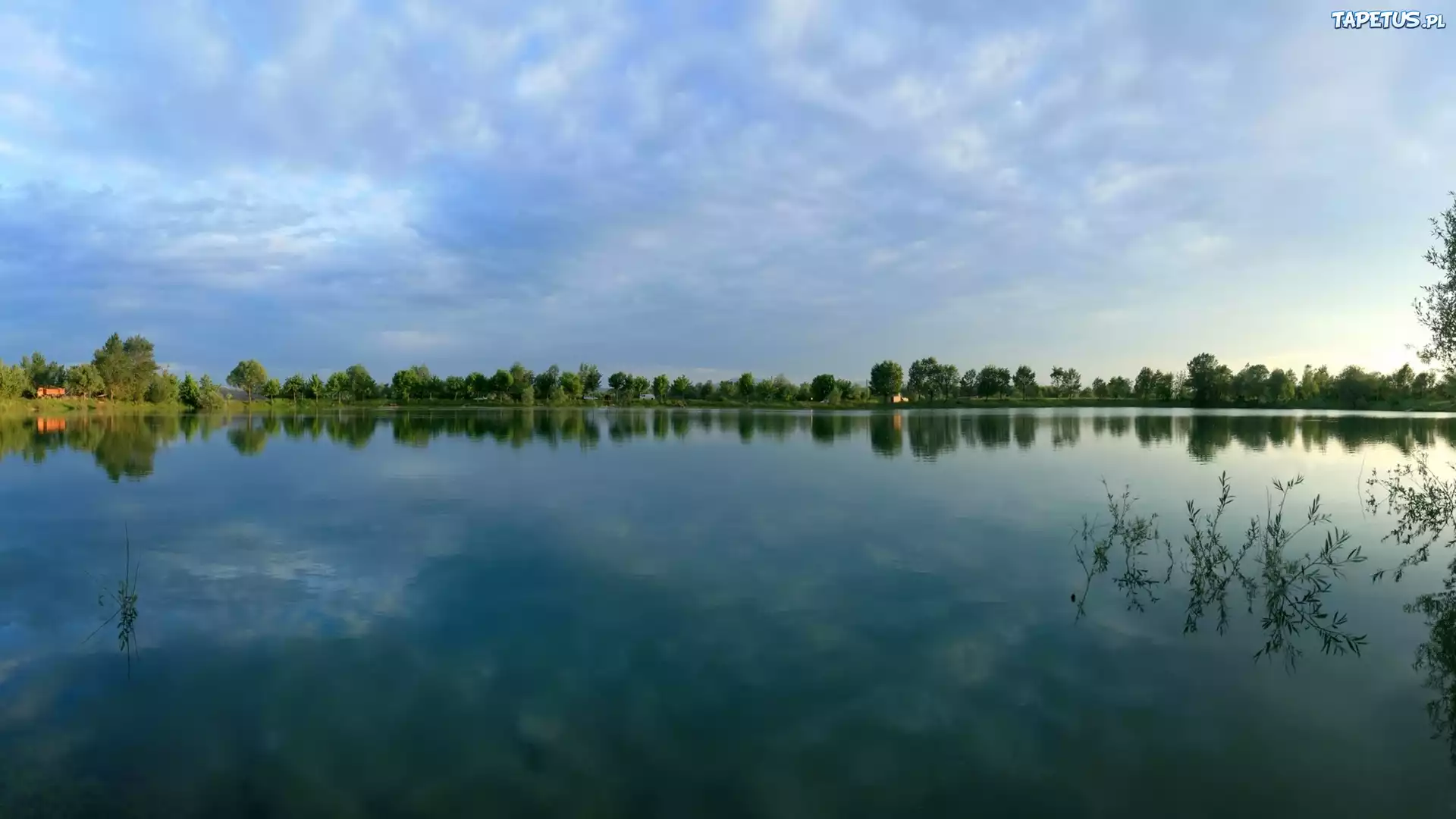Jezioro, Las, Drzewa, Rośliny