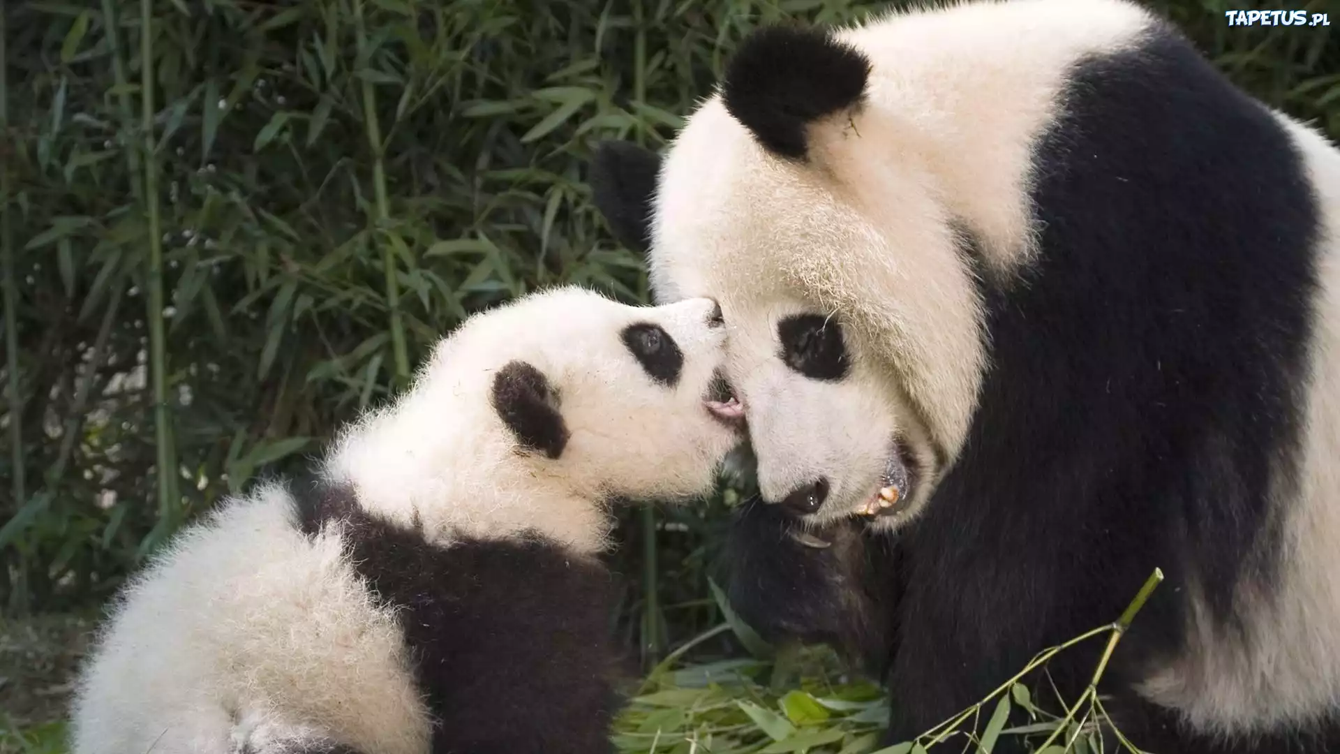 Miś, Panda, Młode