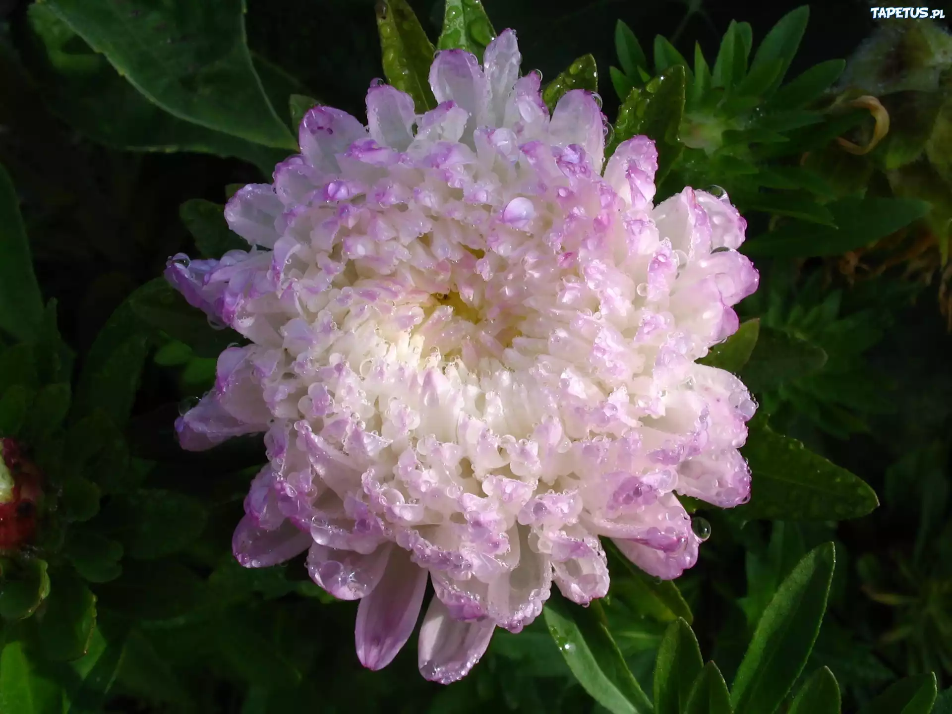 Kwiat, Aster, Biało, Fioletowy