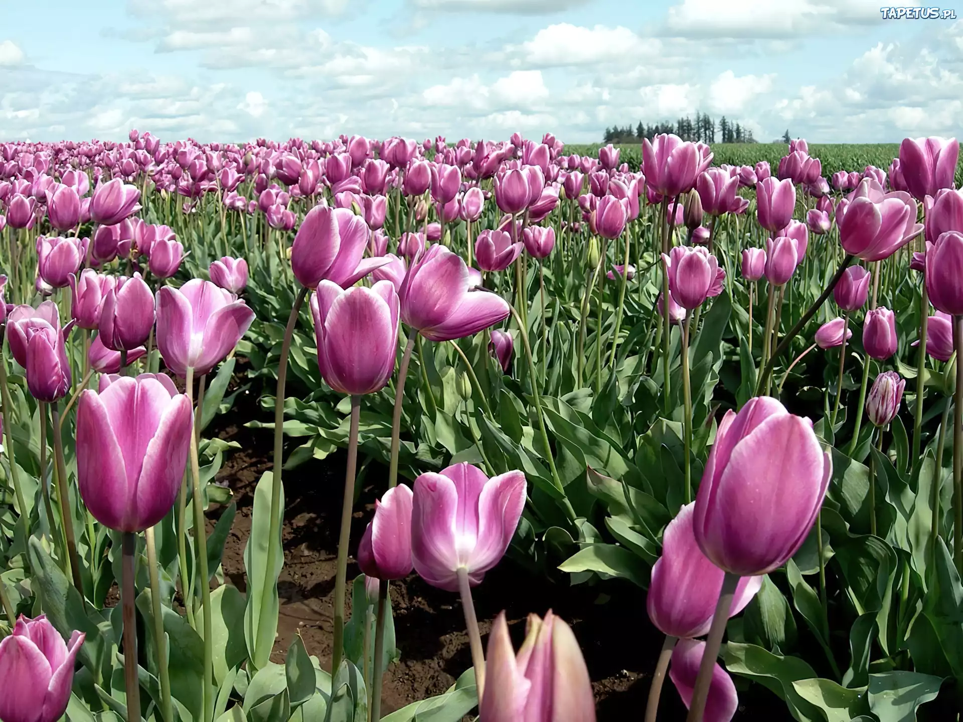 Fioletowe, Tulipany