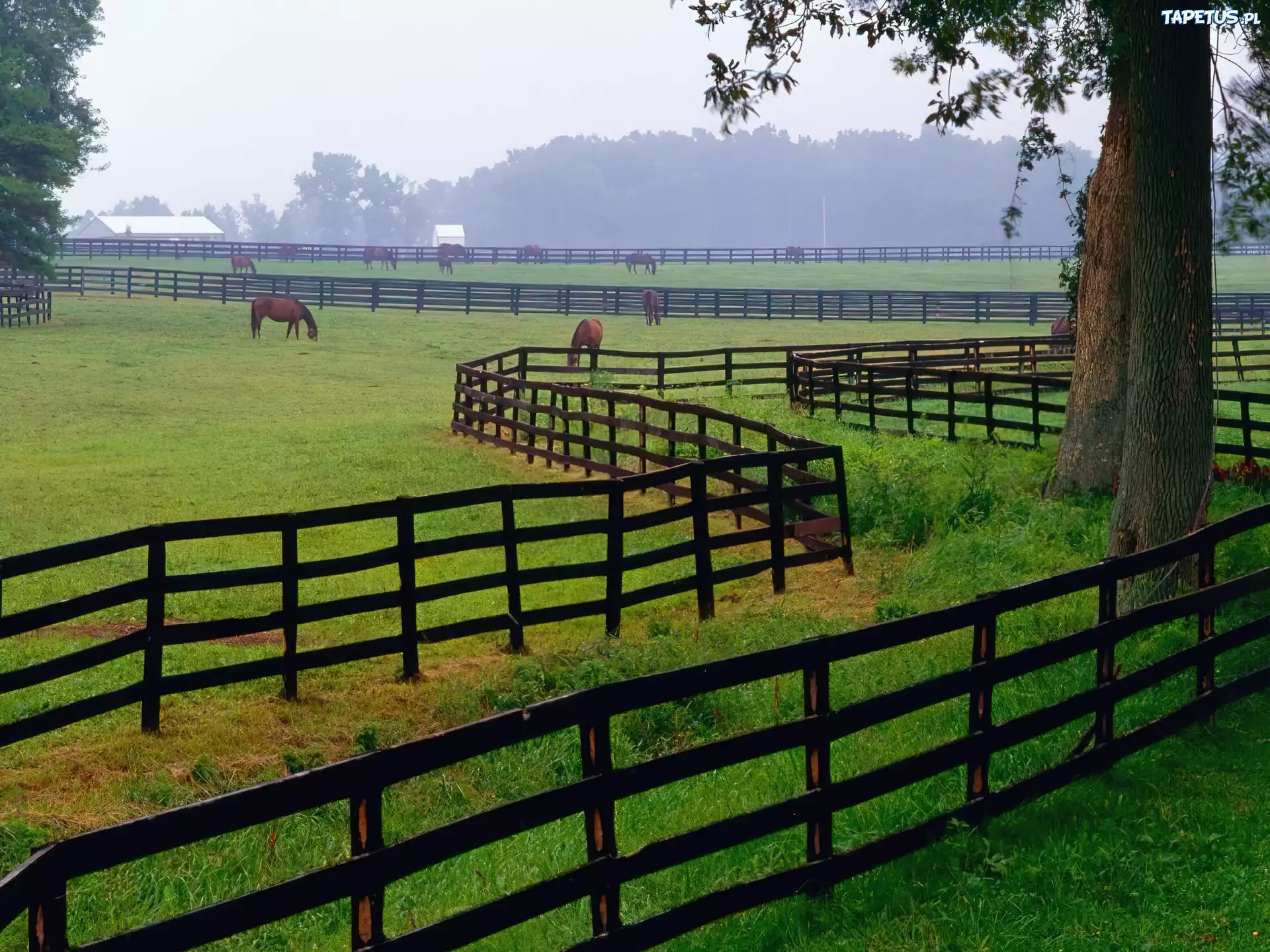 Что такое загон. Конная ферма «лошади Дзержинский». Конная ферма, Кентукки. Ранчо Кентукки. Кентукки конюшни.