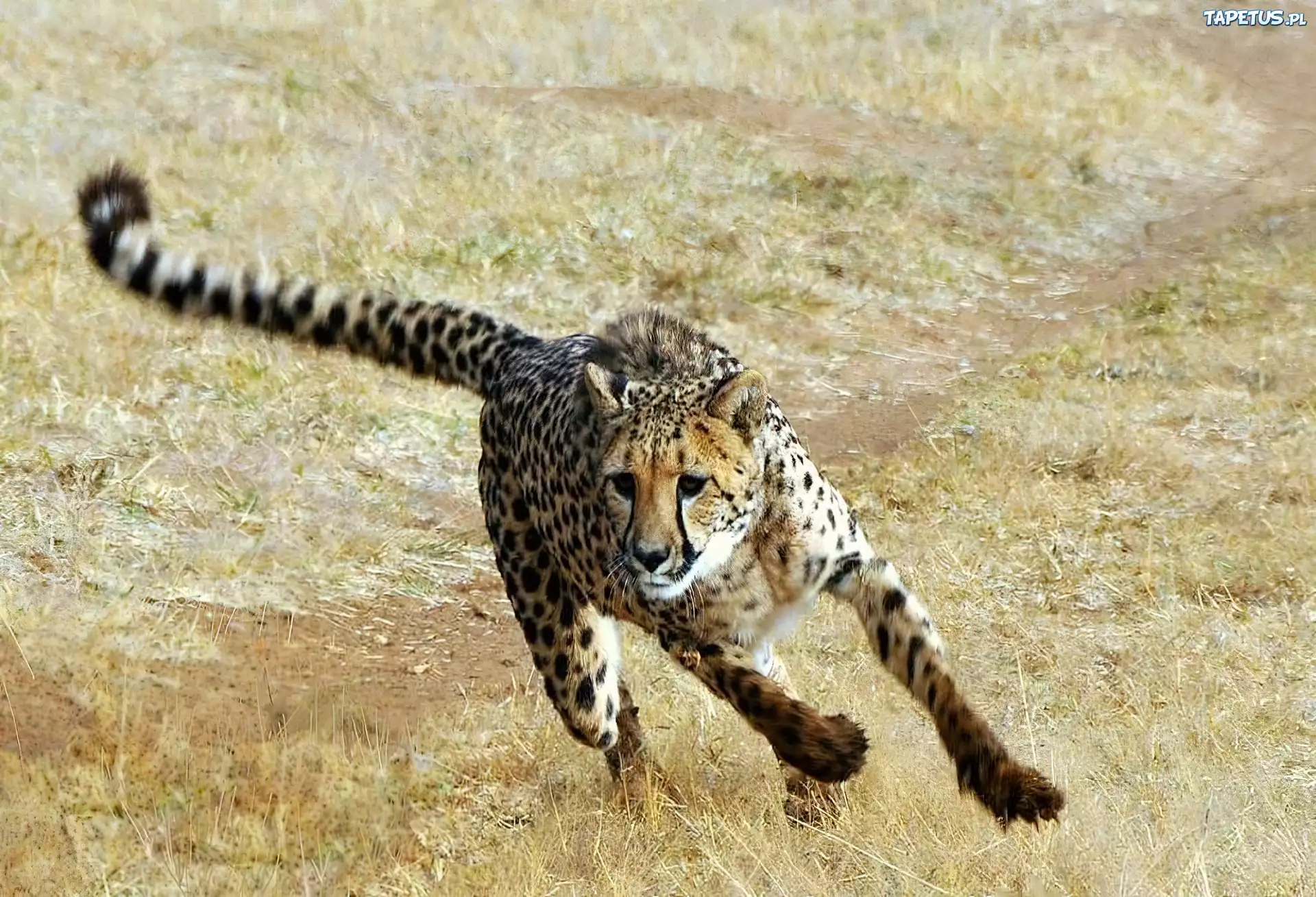 Gepard, Bieg