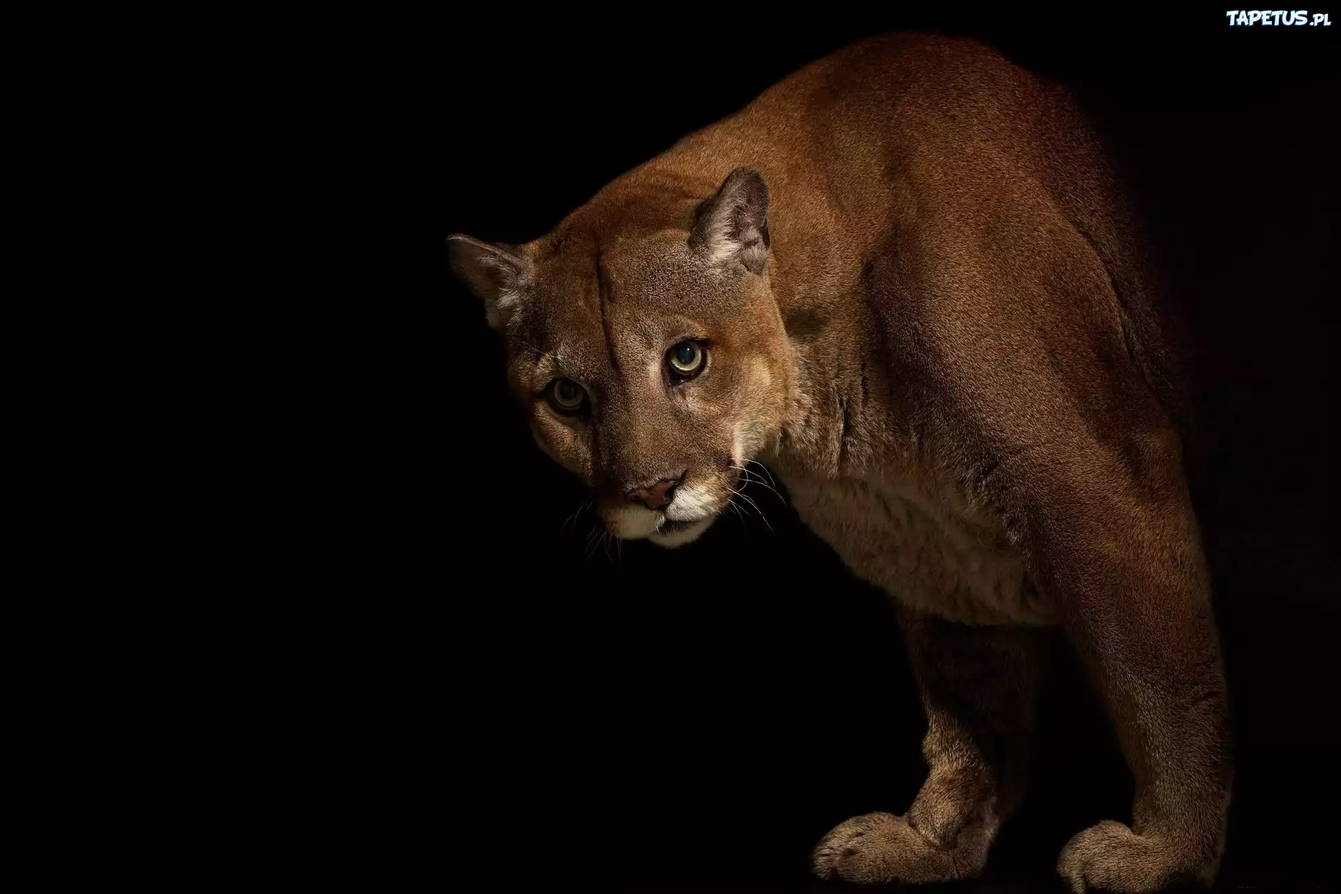 Puma, Ciemność