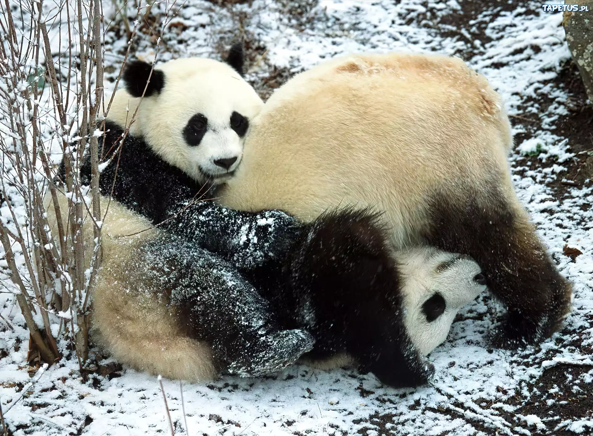 Dwa, Misie, Panda, Zabawa