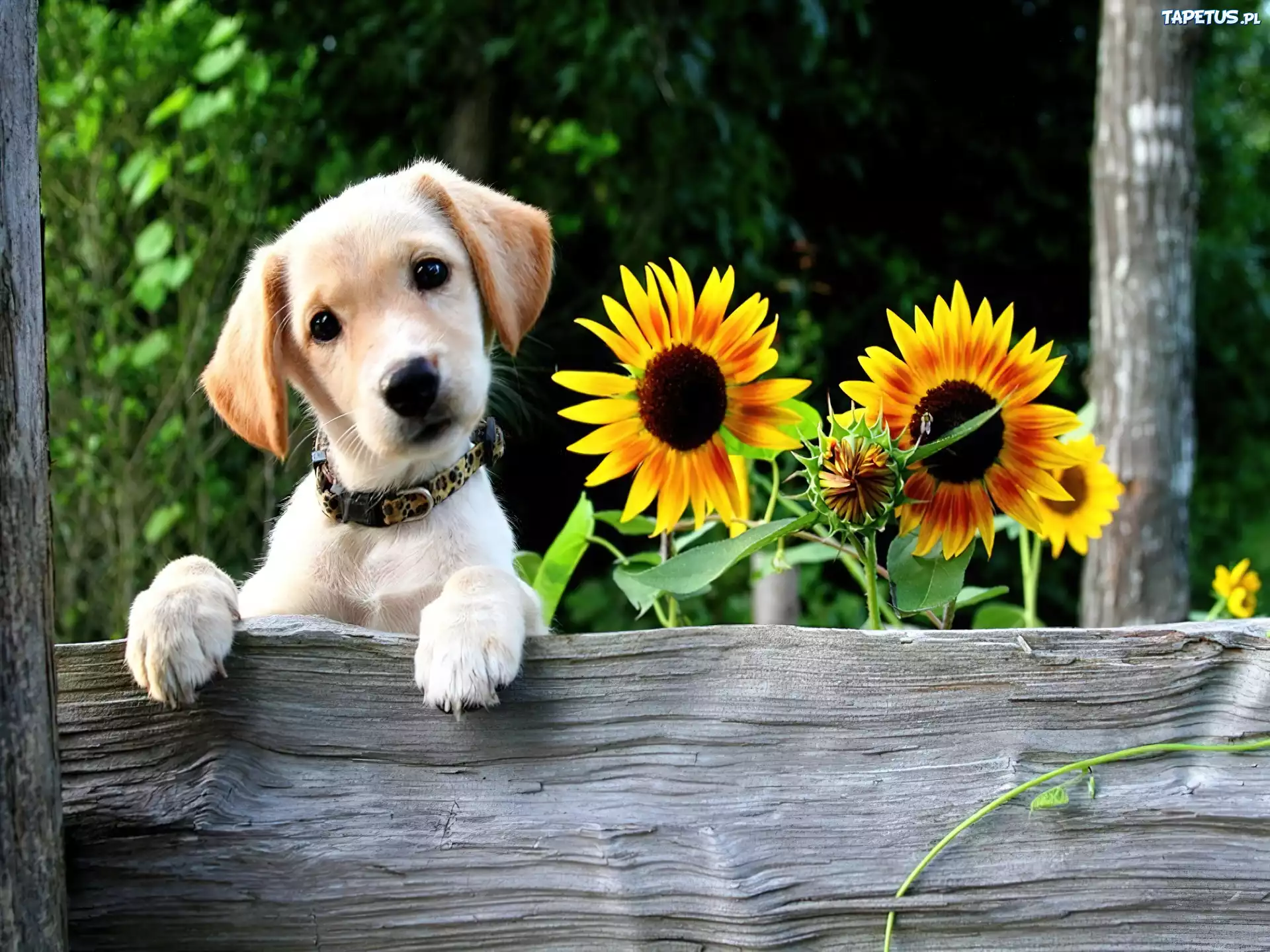 Piesek, Słoneczniki, Labrador Retriever