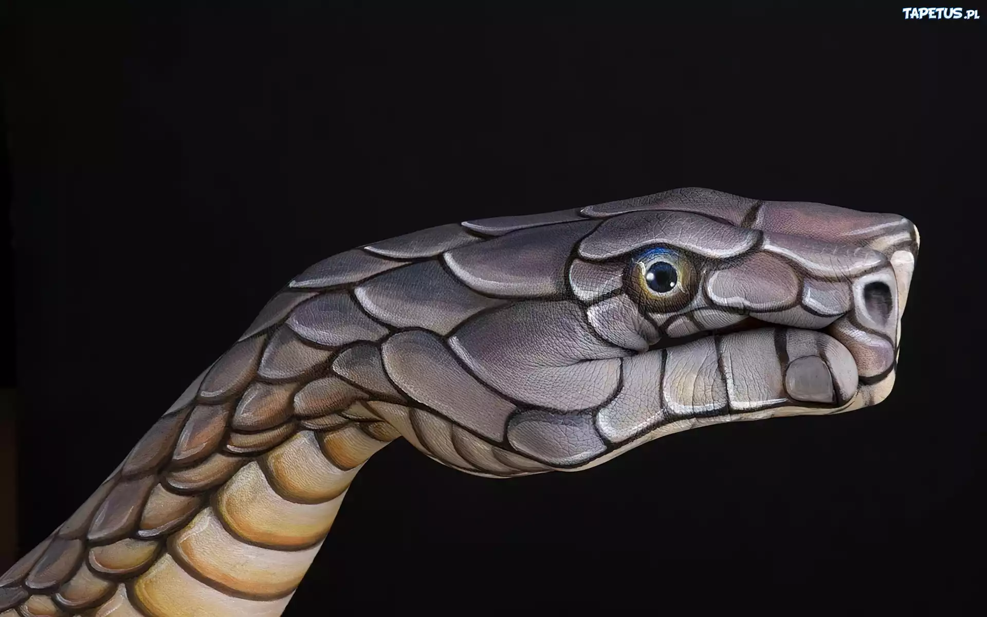Wąż, Malowana, Dłoń, Bodypainting