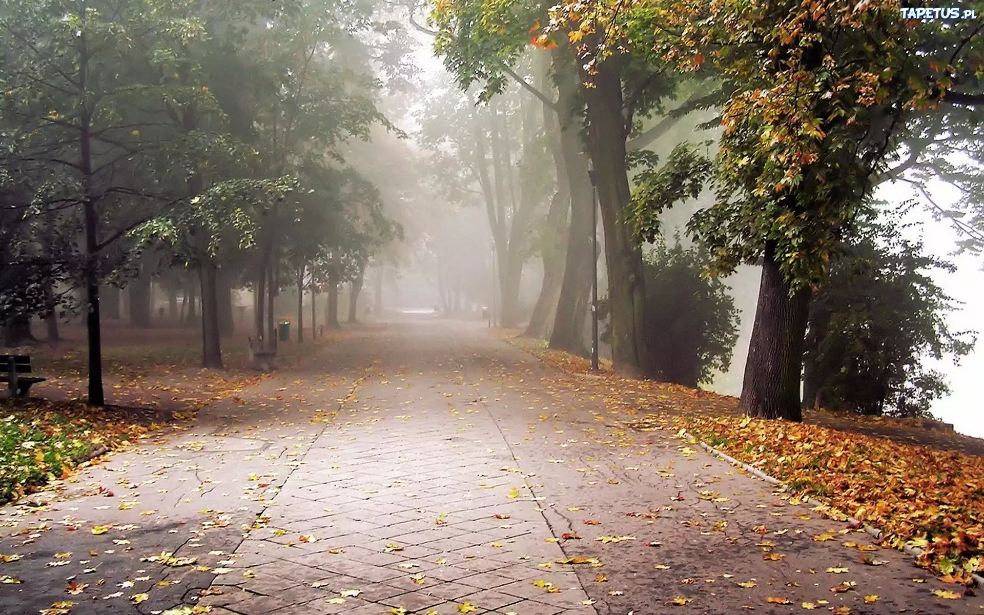 Park, Chodnik, Drzewa, Ławki, Liście, Mgła