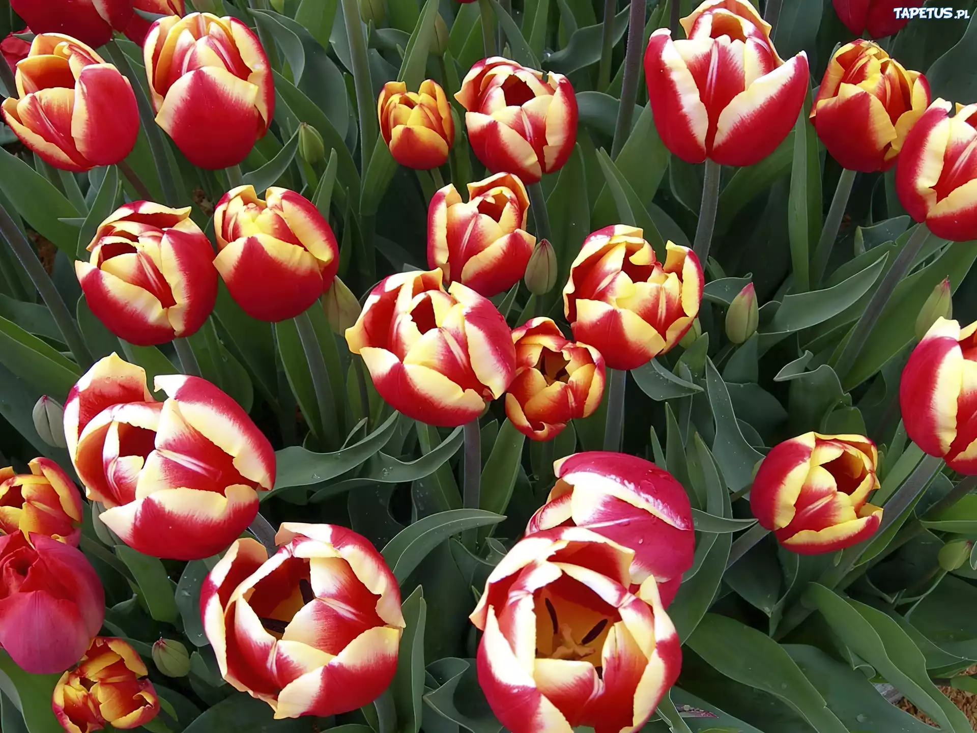 Piękne, Kolorowe, Tulipany