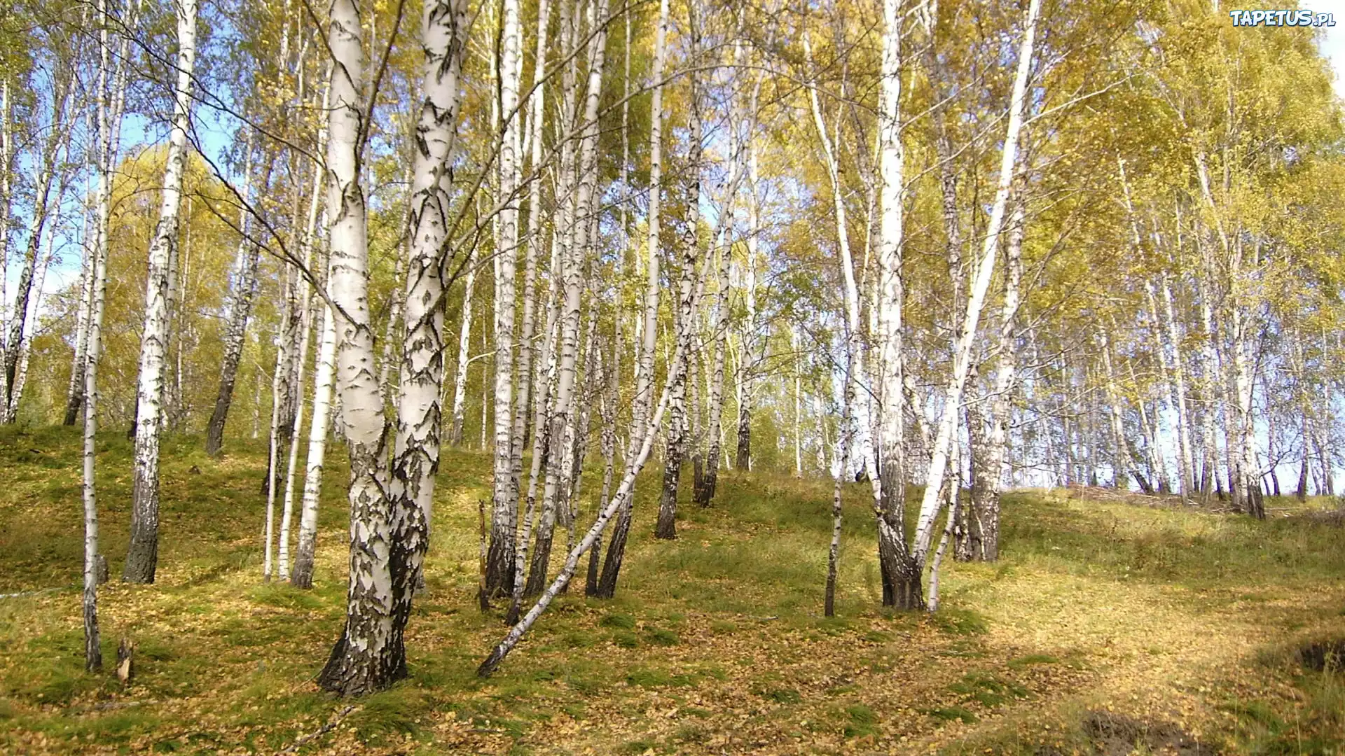 Brzozy, Liście, Trawy