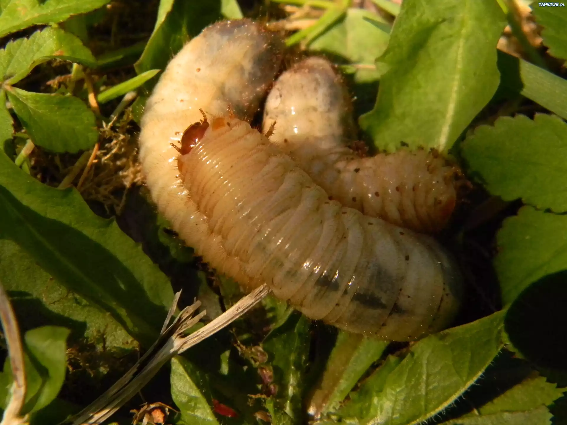 Pędraki, Trawa