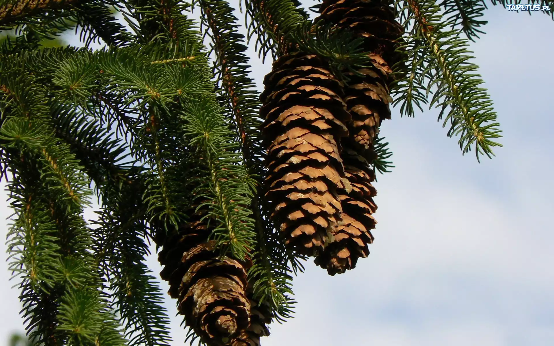 природа деревья шишки nature trees cones скачать