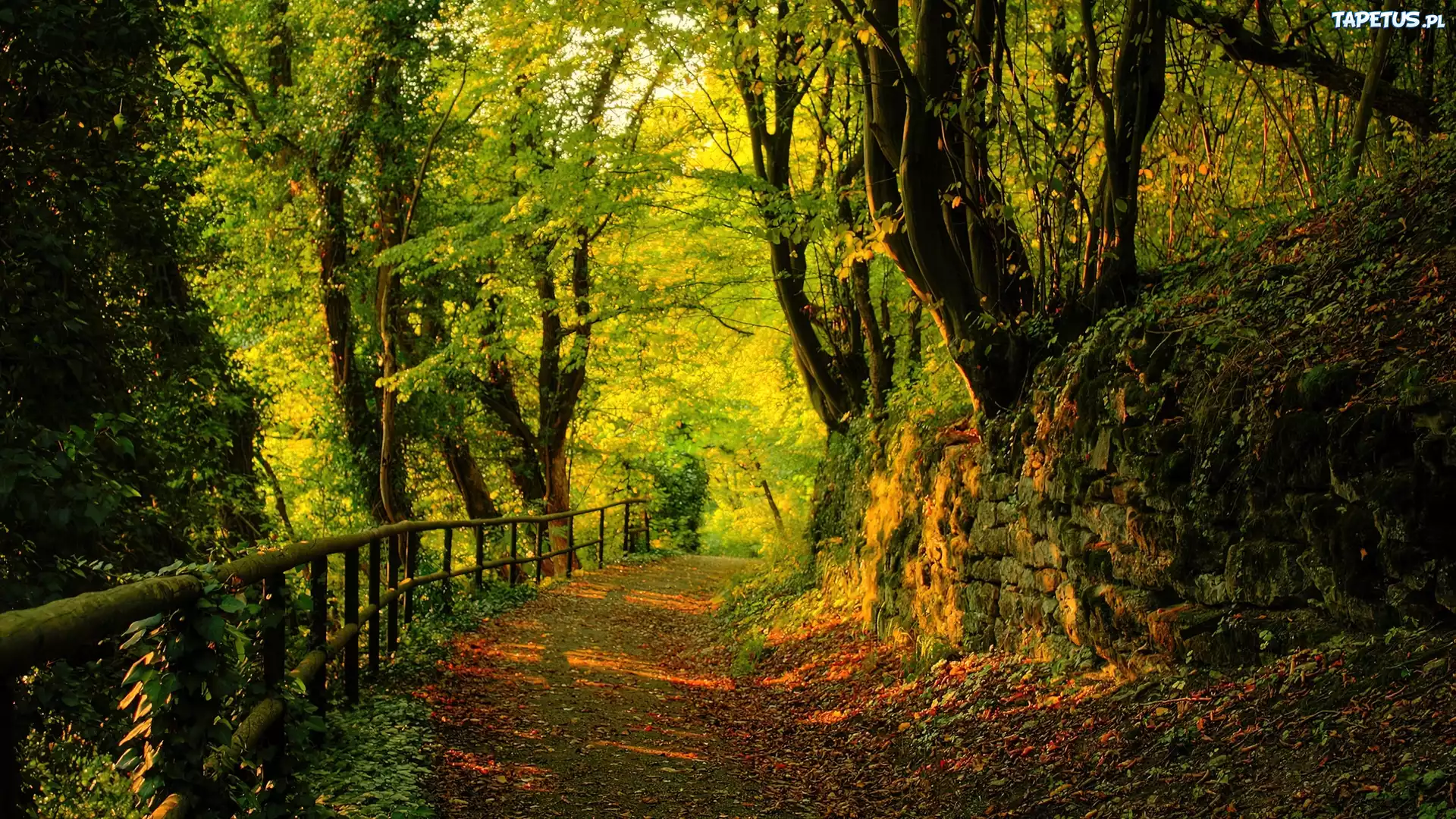 Park, Zieleń, Liście