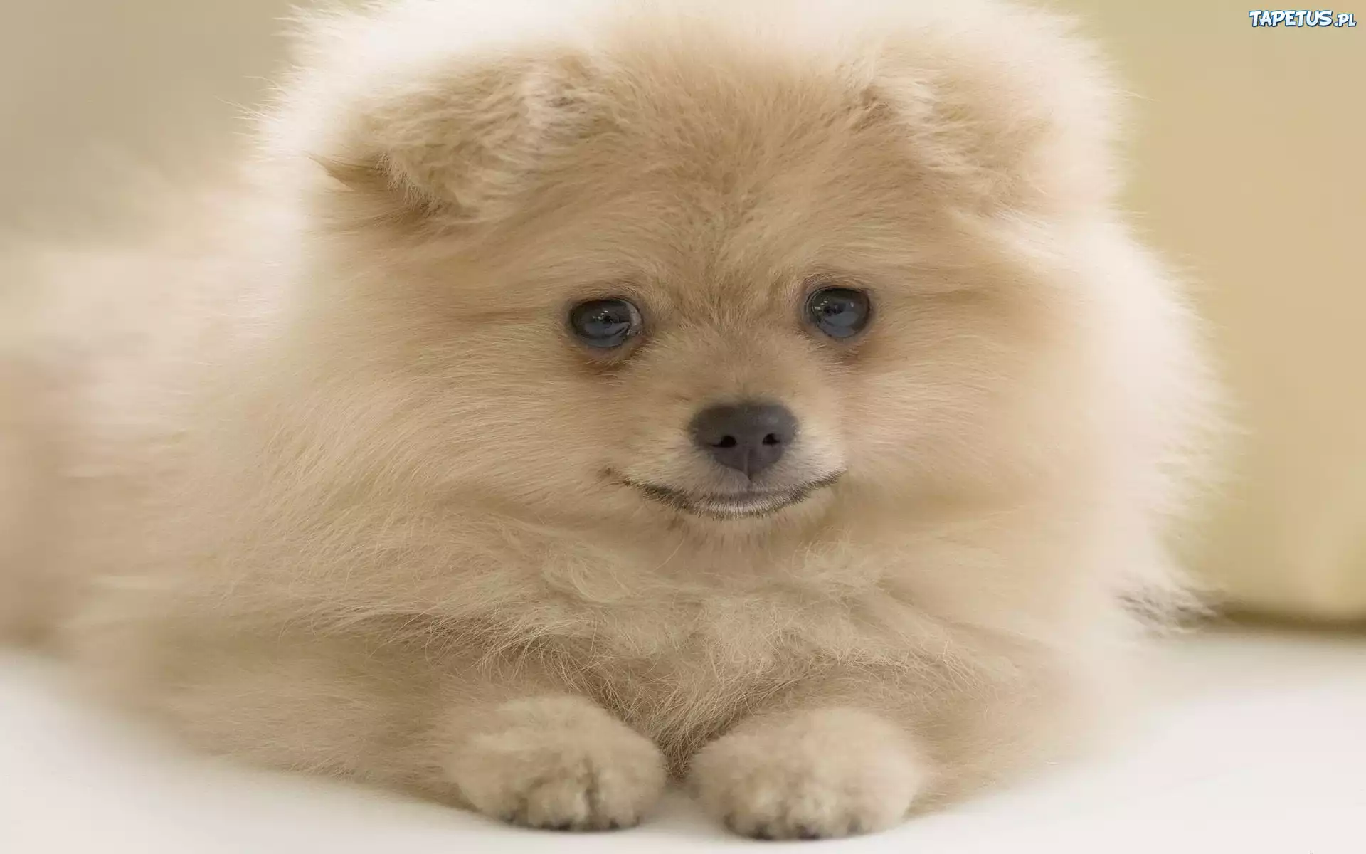 Puszysty, Szczeniaczek, Pomeranian