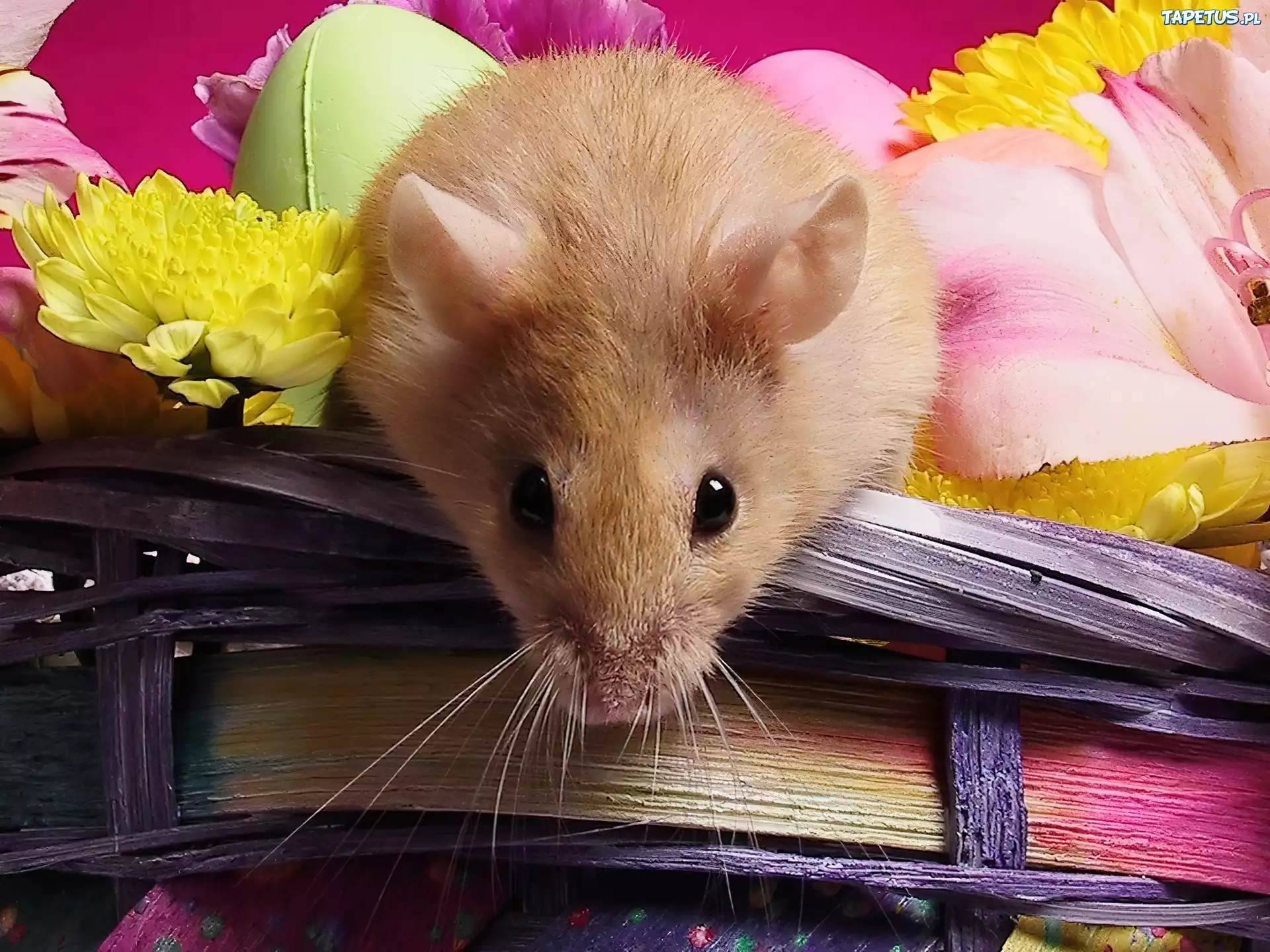 Хомячки телефон. Красивая мышка. Хомяк с цветами. Картинки на рабочий стол хомяк. Красивый хомяк.