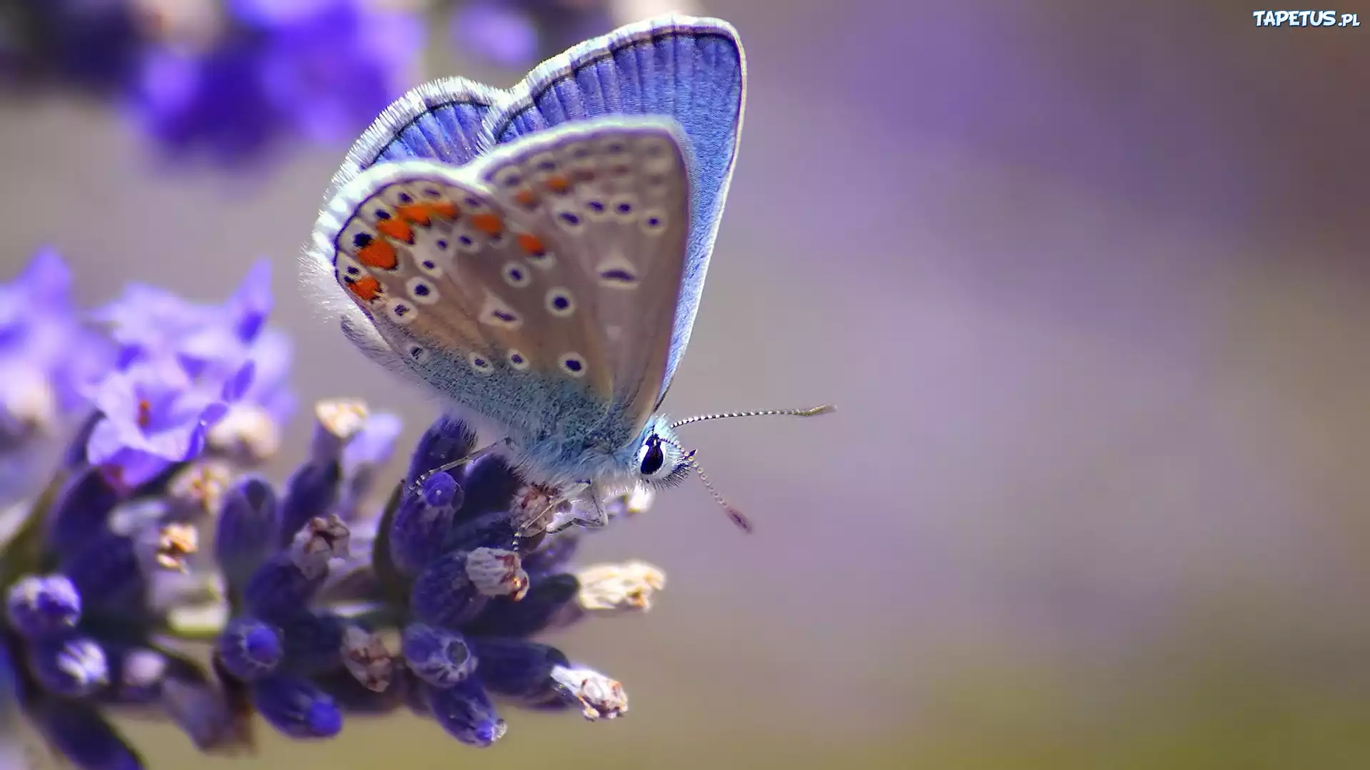 Błękitny, Motyl, Kwiat