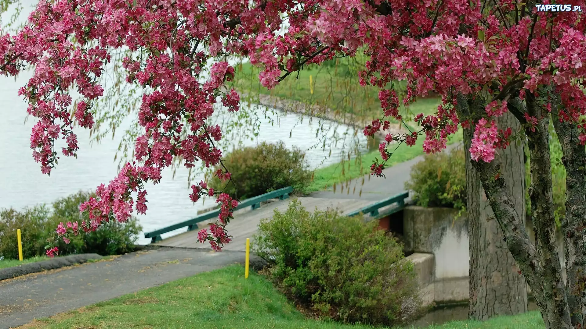 Kwitnące, Drzewo, Pomost