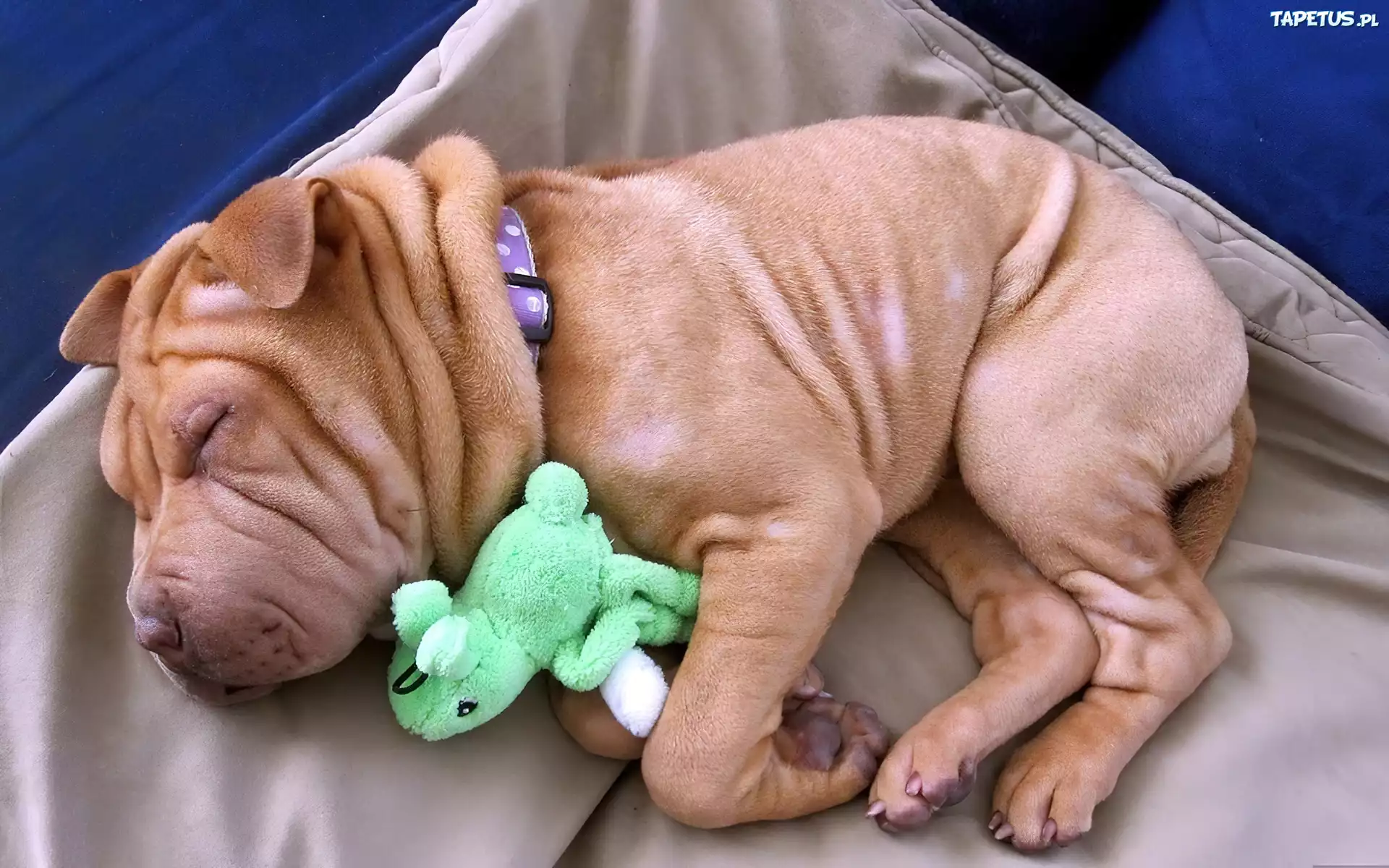Szczeniaczek, Shar Pei, Maskotka