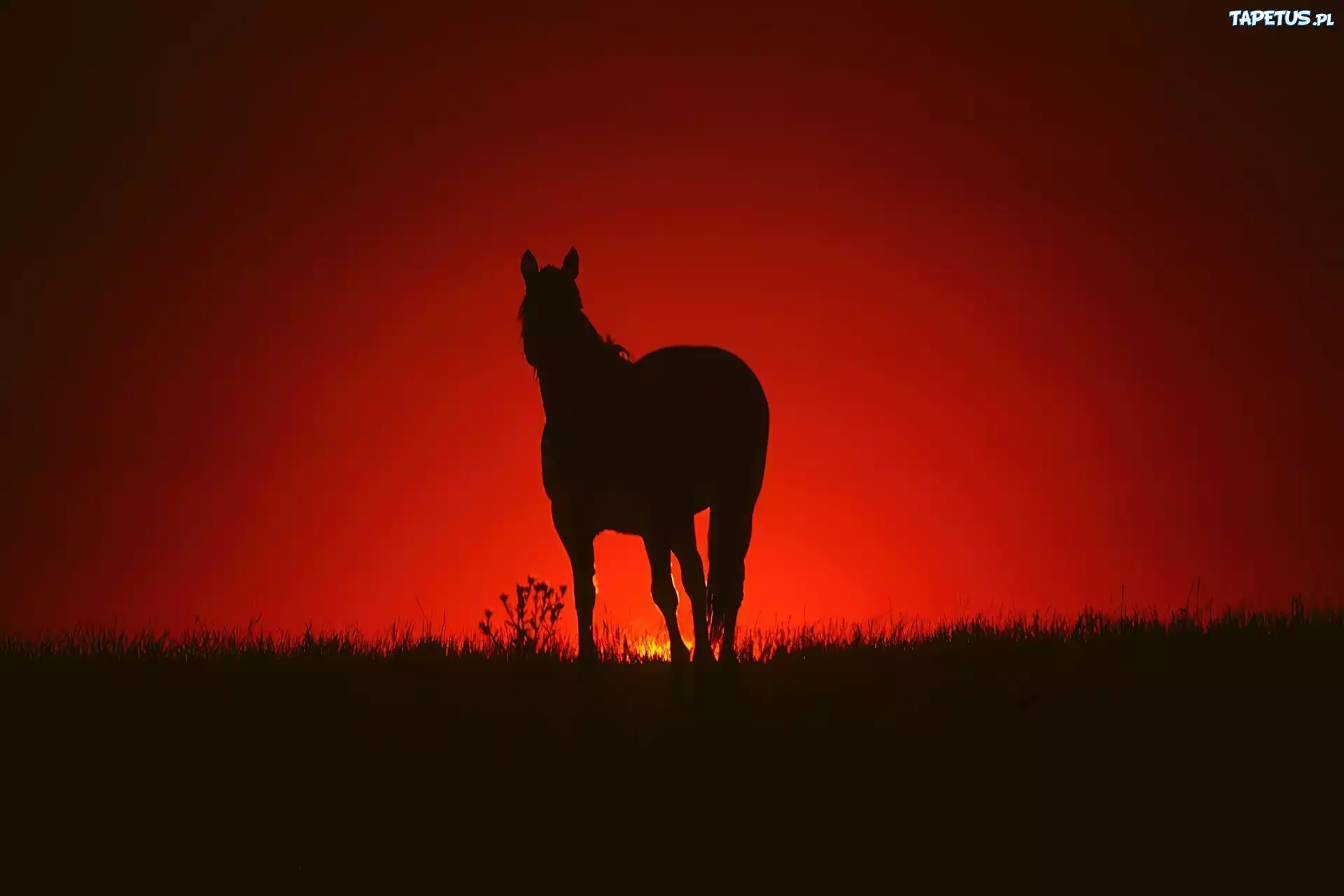 Koń, Zachód, Słońca