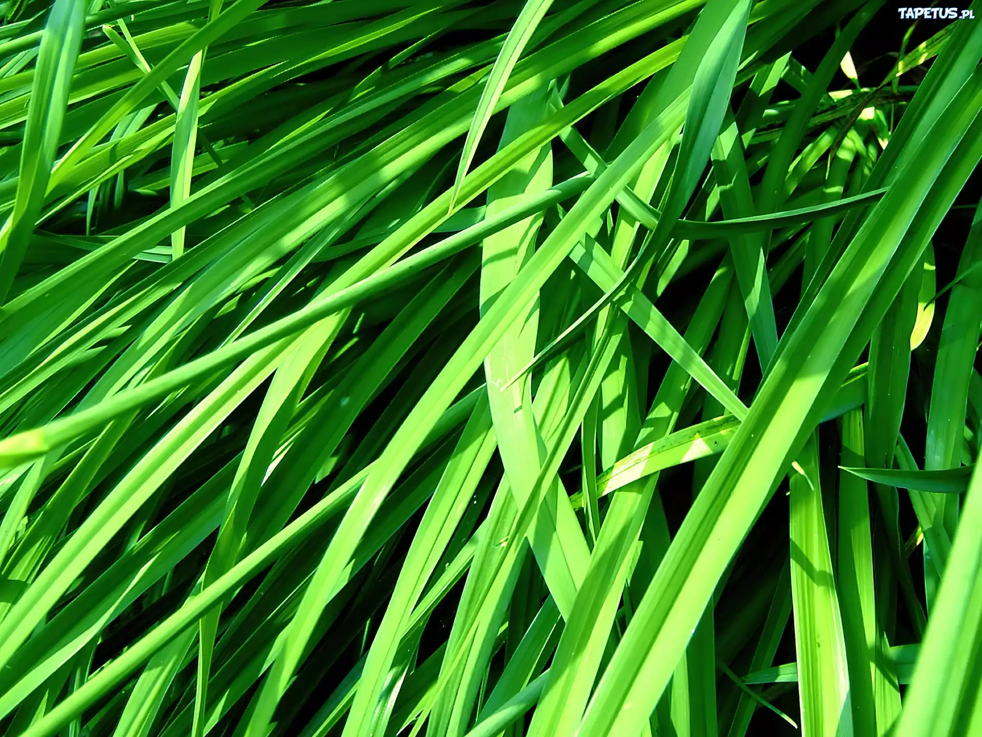 Grass plant. Зелёные растения. Зеленая трава. Свежескошенная трава. Красивые зеленые растения.