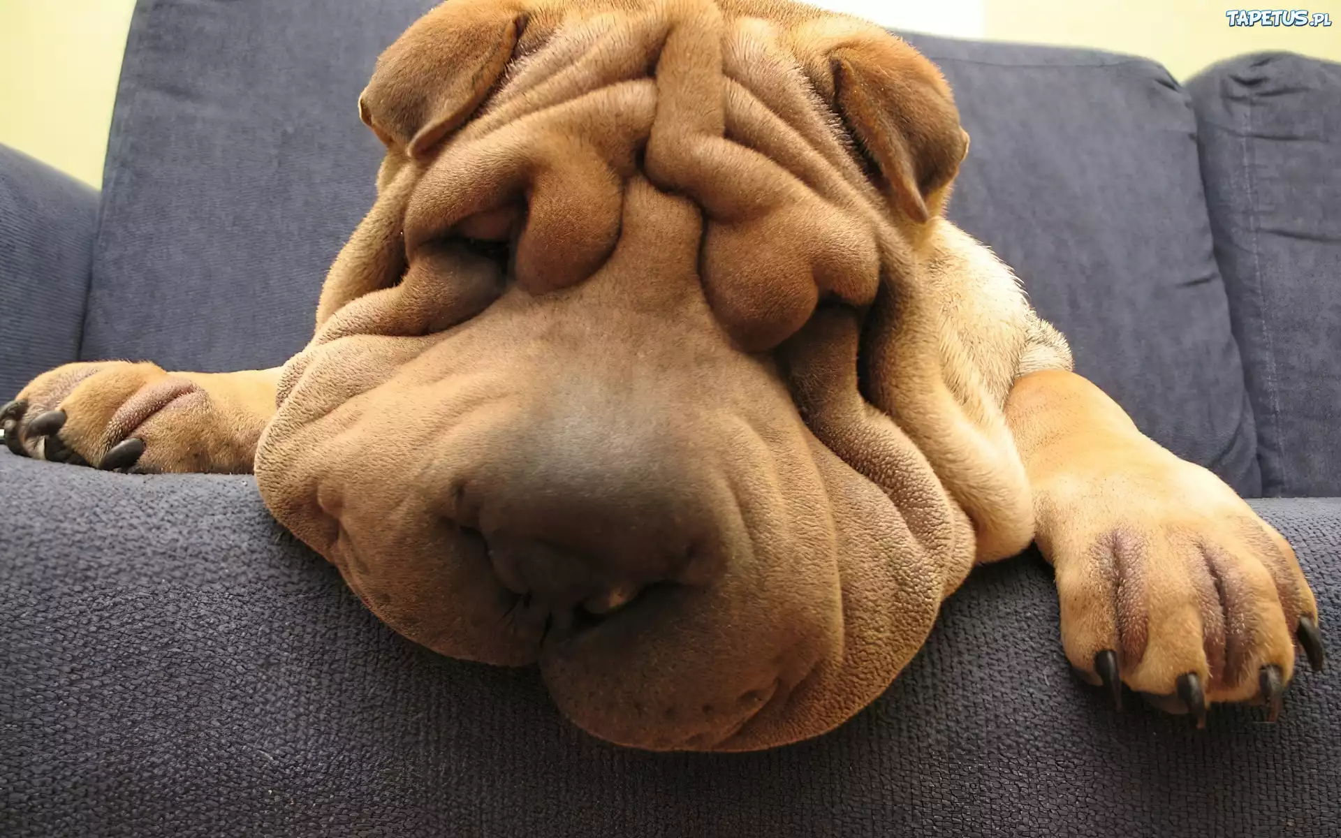 Shar Pei, Mordka, Sen, Kanapa